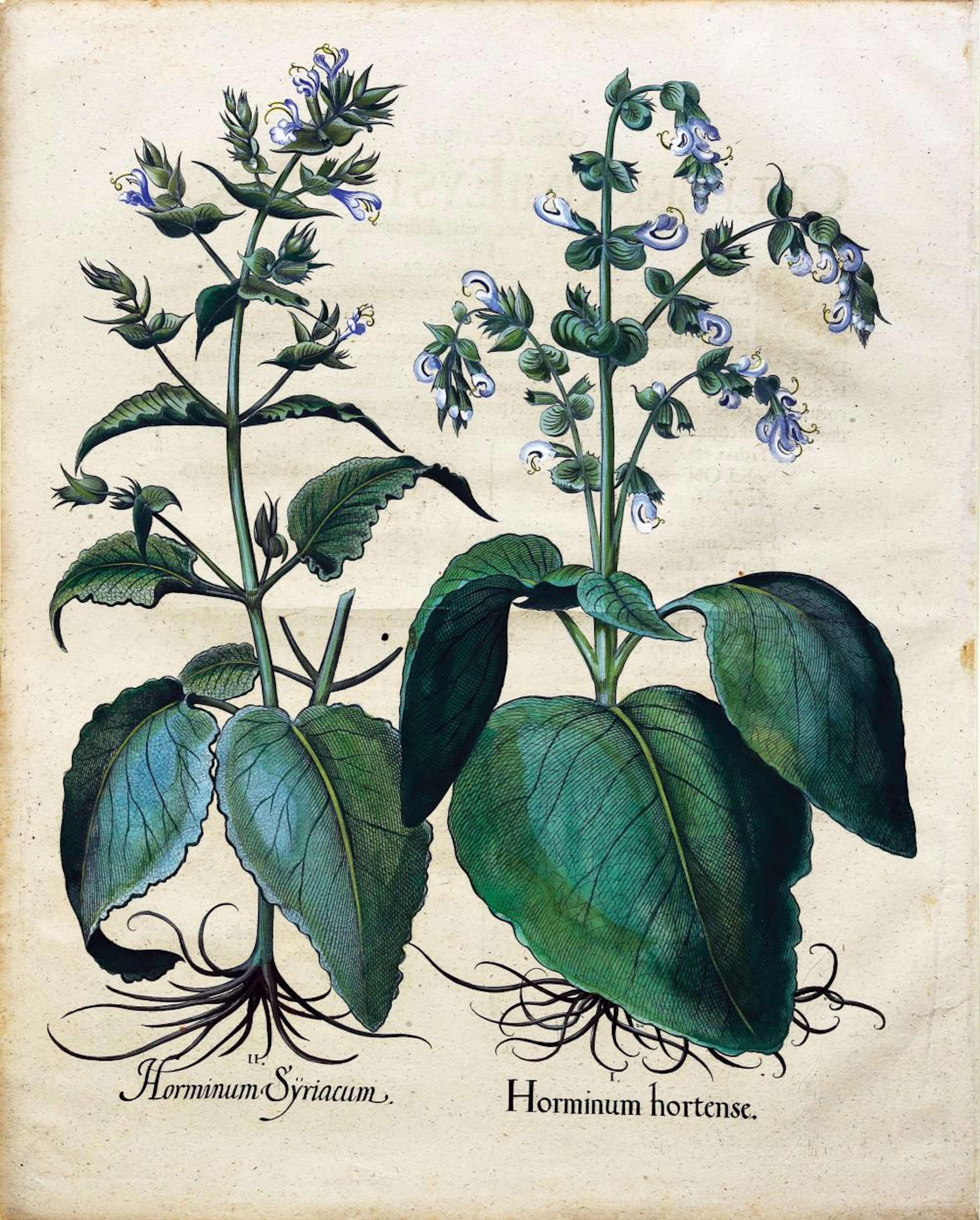 Besler Engraving with original color