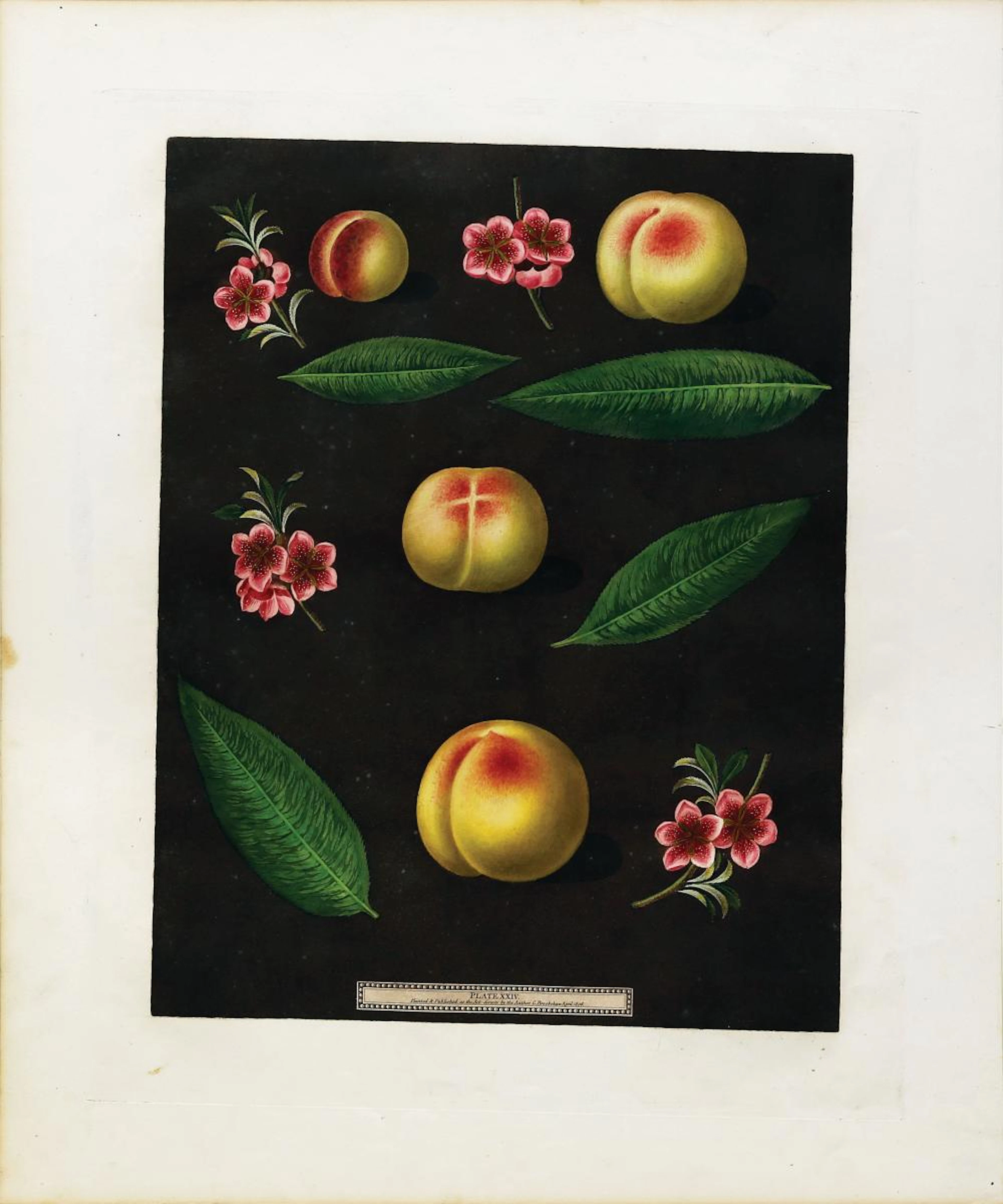 Brookshaw Aquatint, Peaches and Nectarines