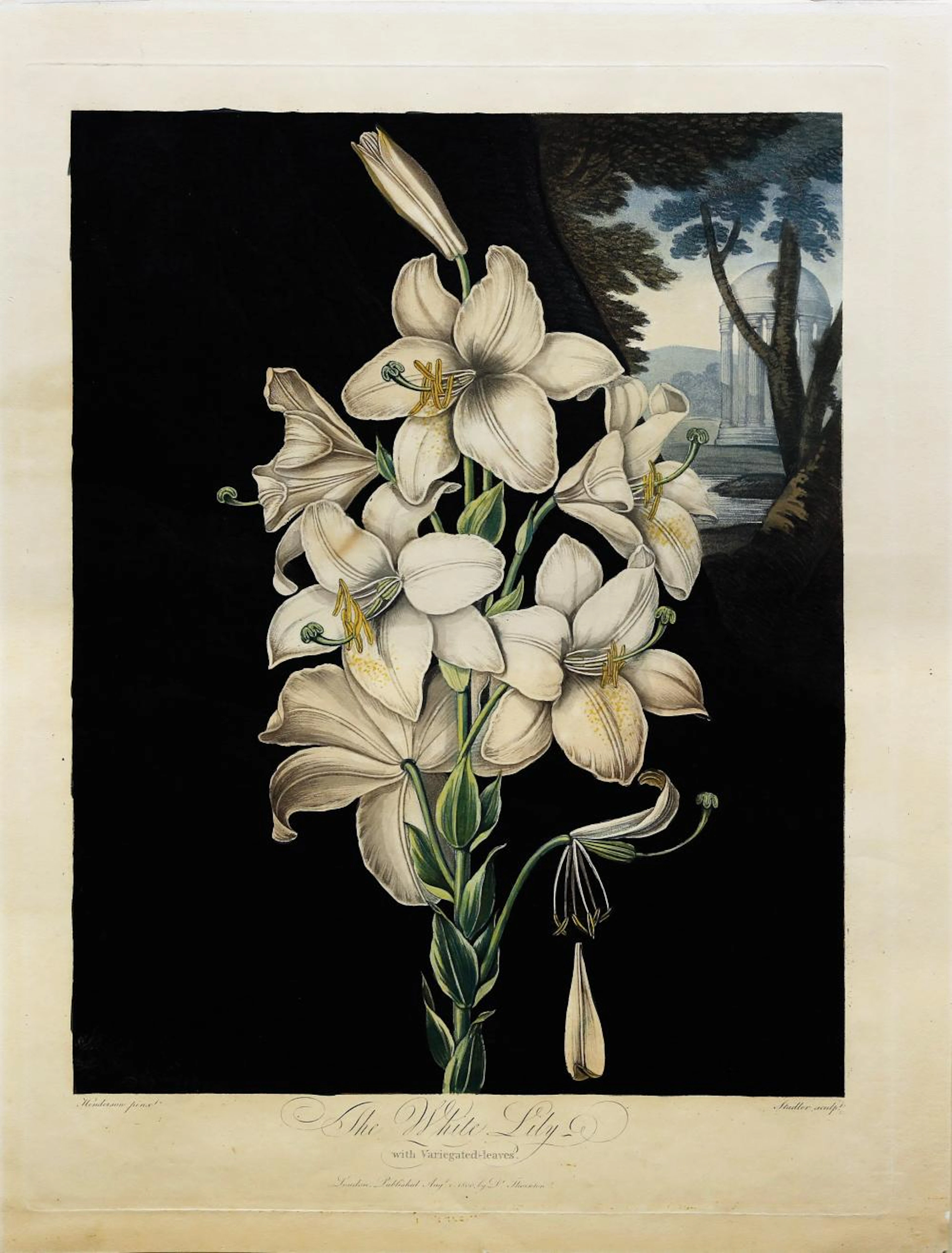 Thornton Aquatint, White Lily