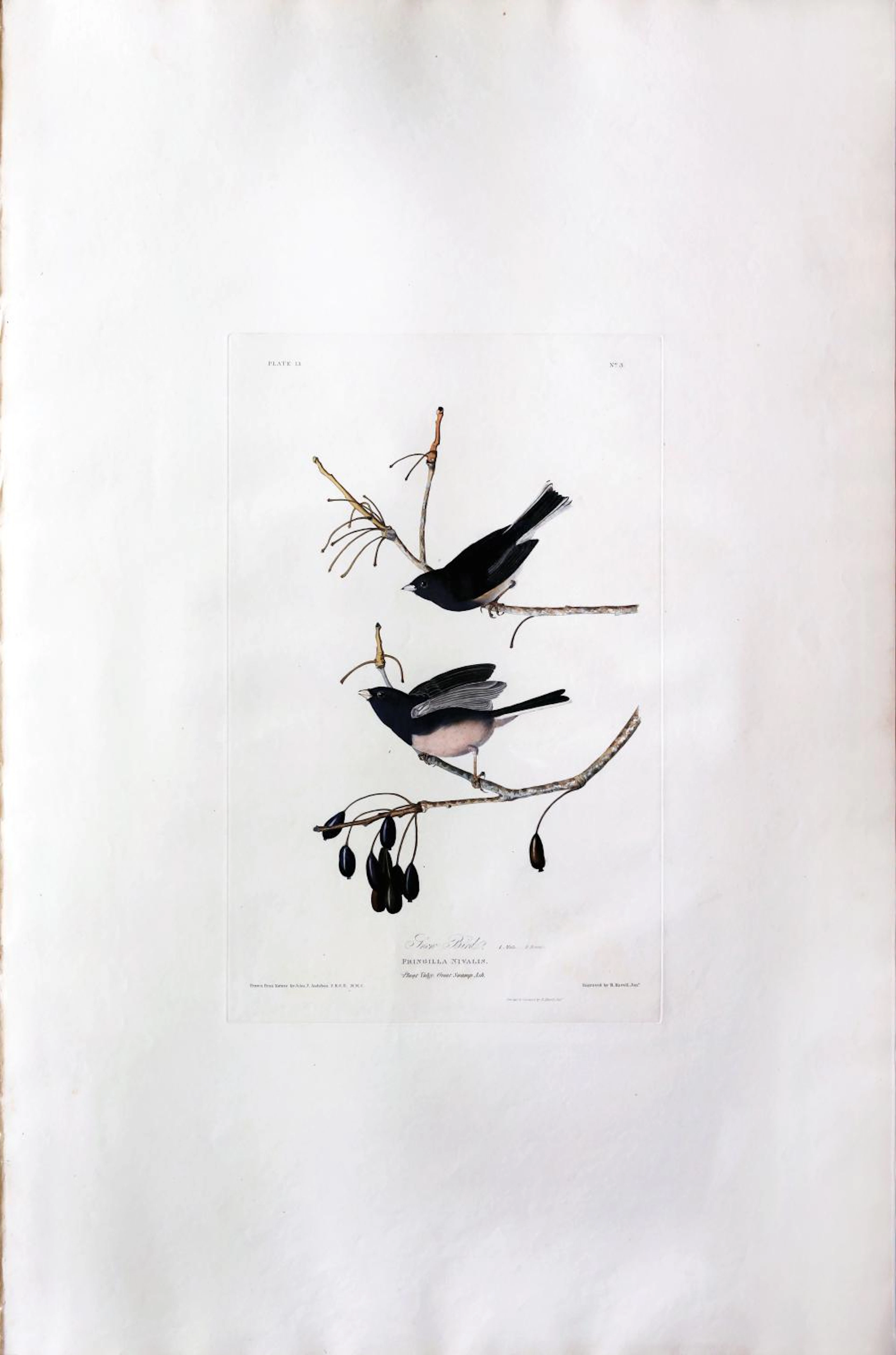 Audubon Aquatint, Snow Bird