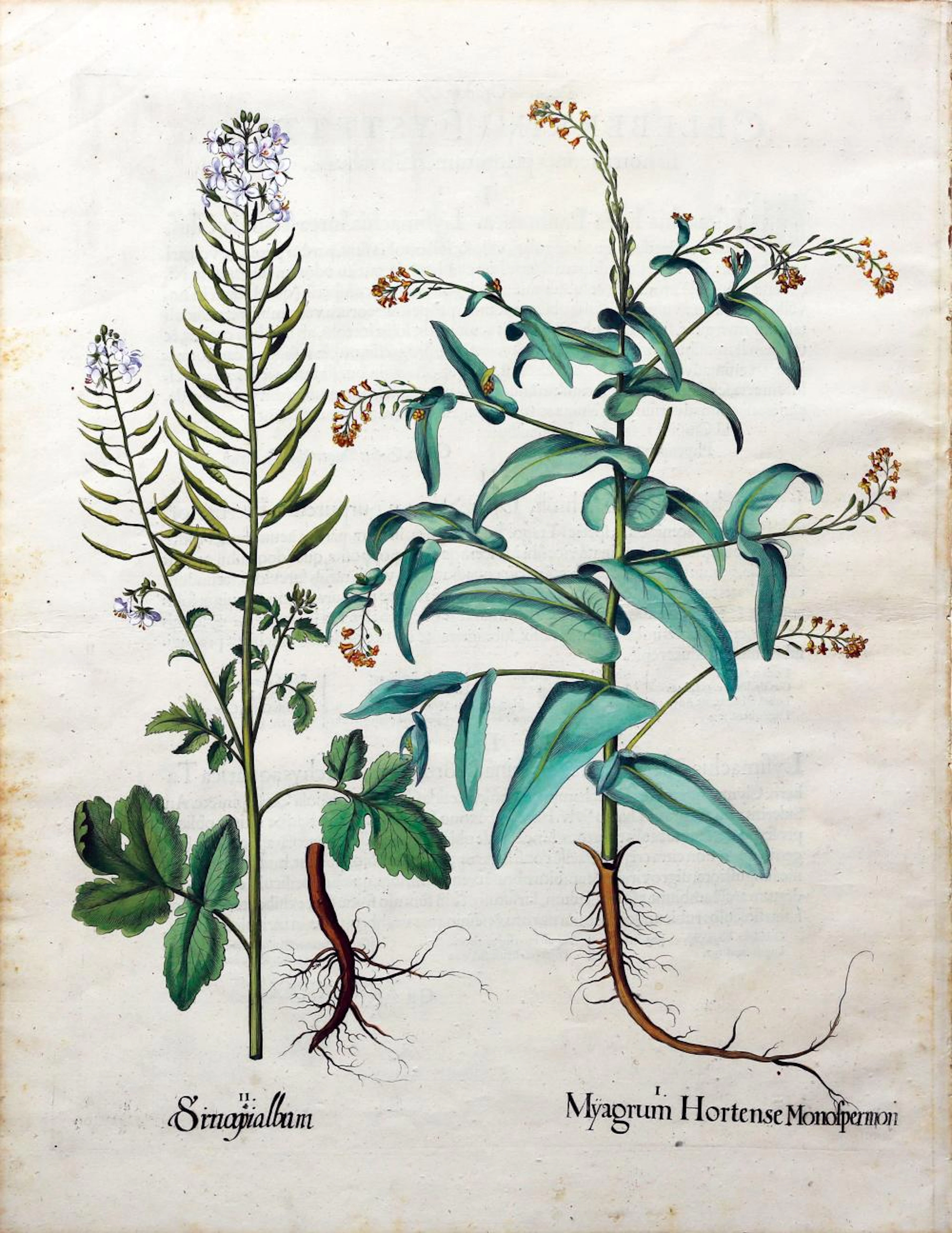 Besler Engraving with original color