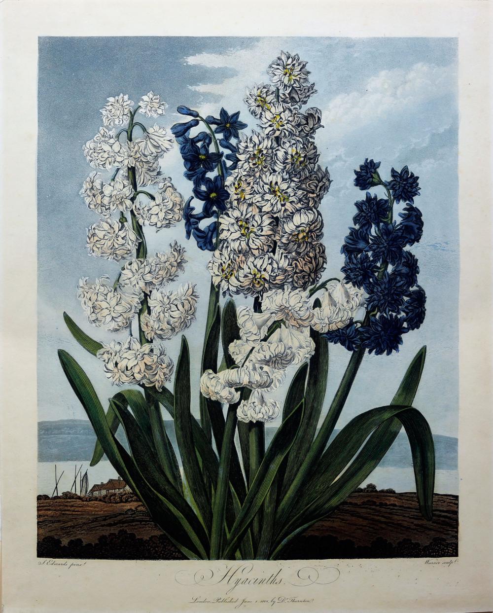 Thornton Aquatint, Hyacinths