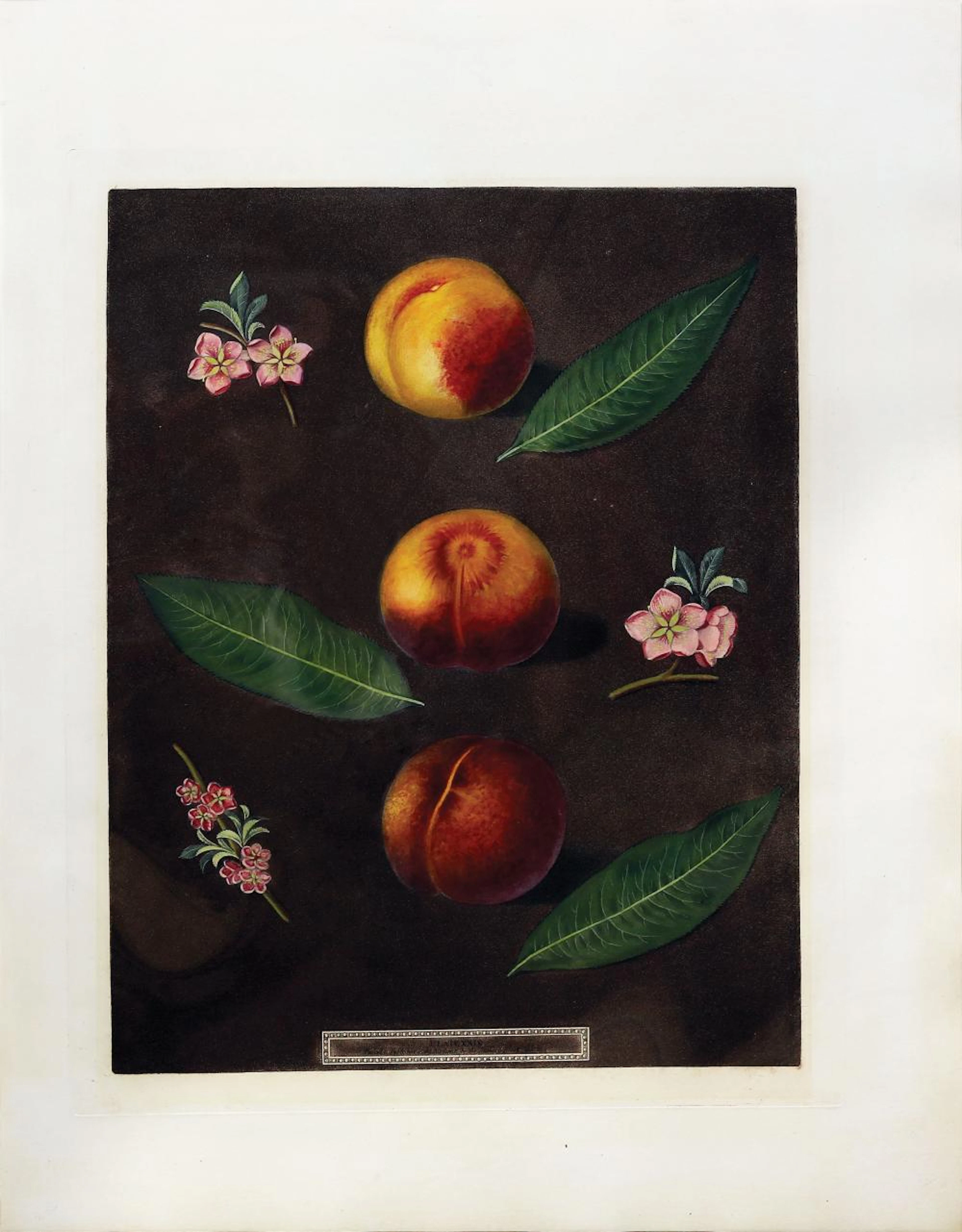 Brookshaw Aquatint, Peaches and Nectarines