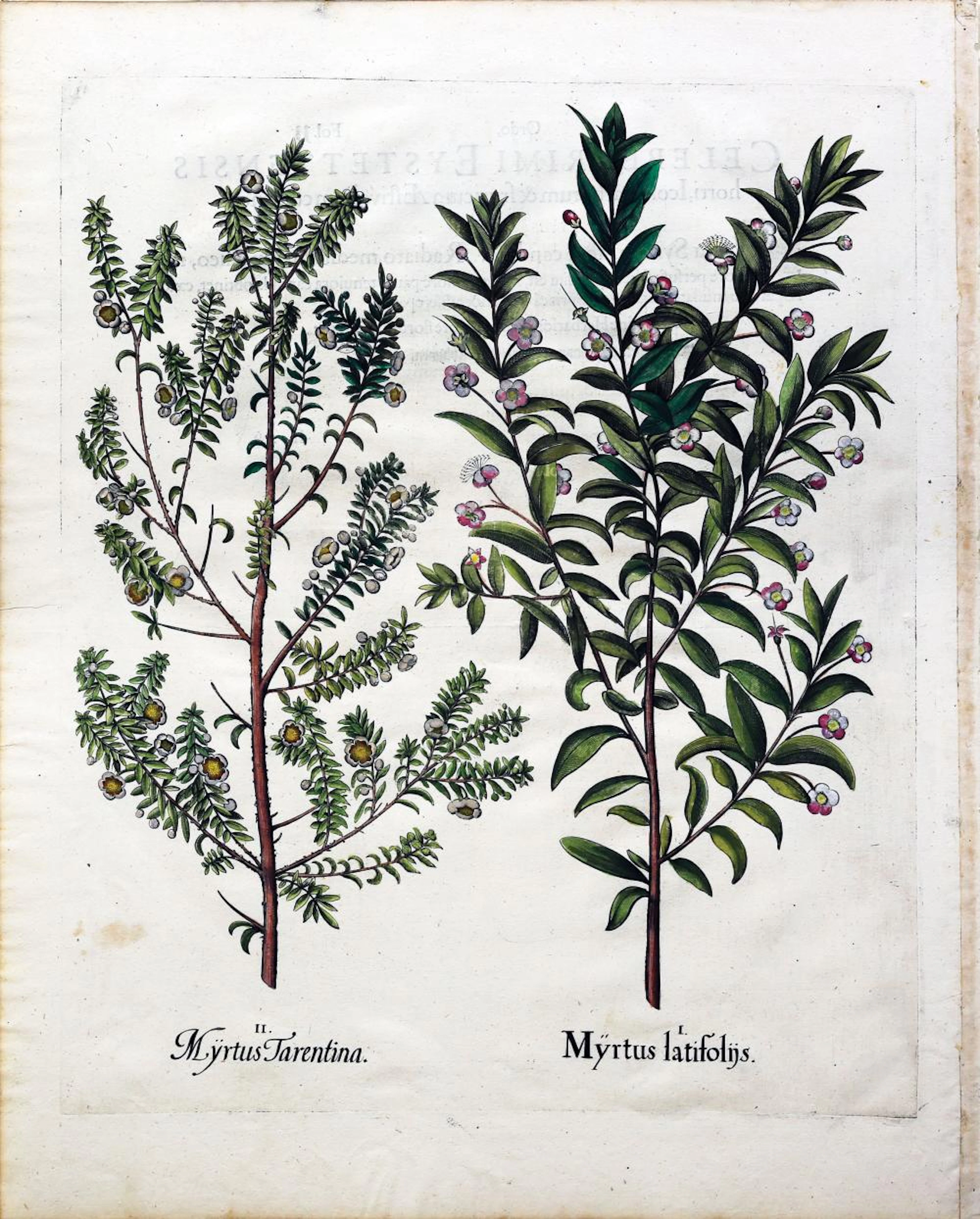 Besler Engraving with original color