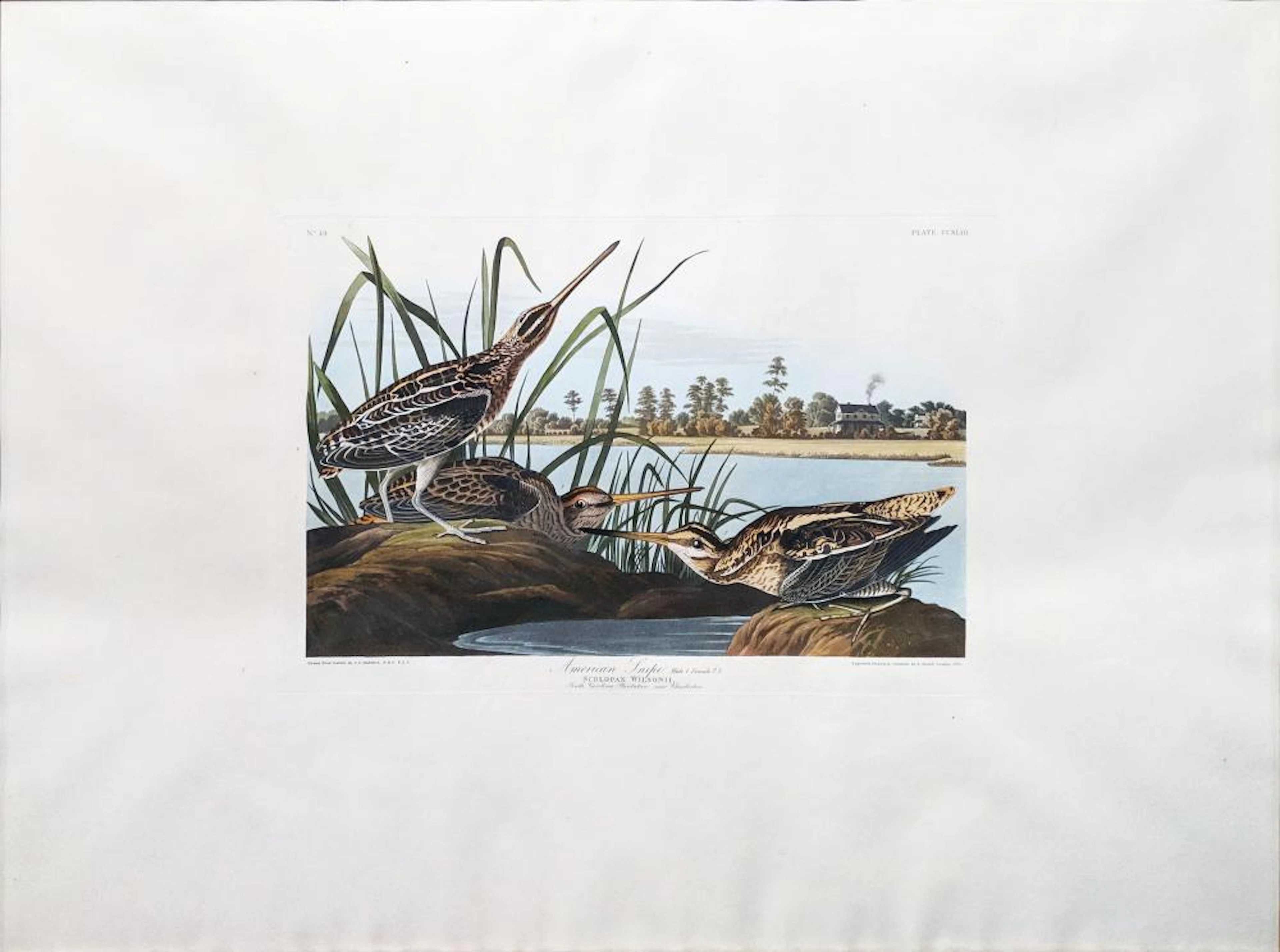 Audubon Aquatint, American Snipe