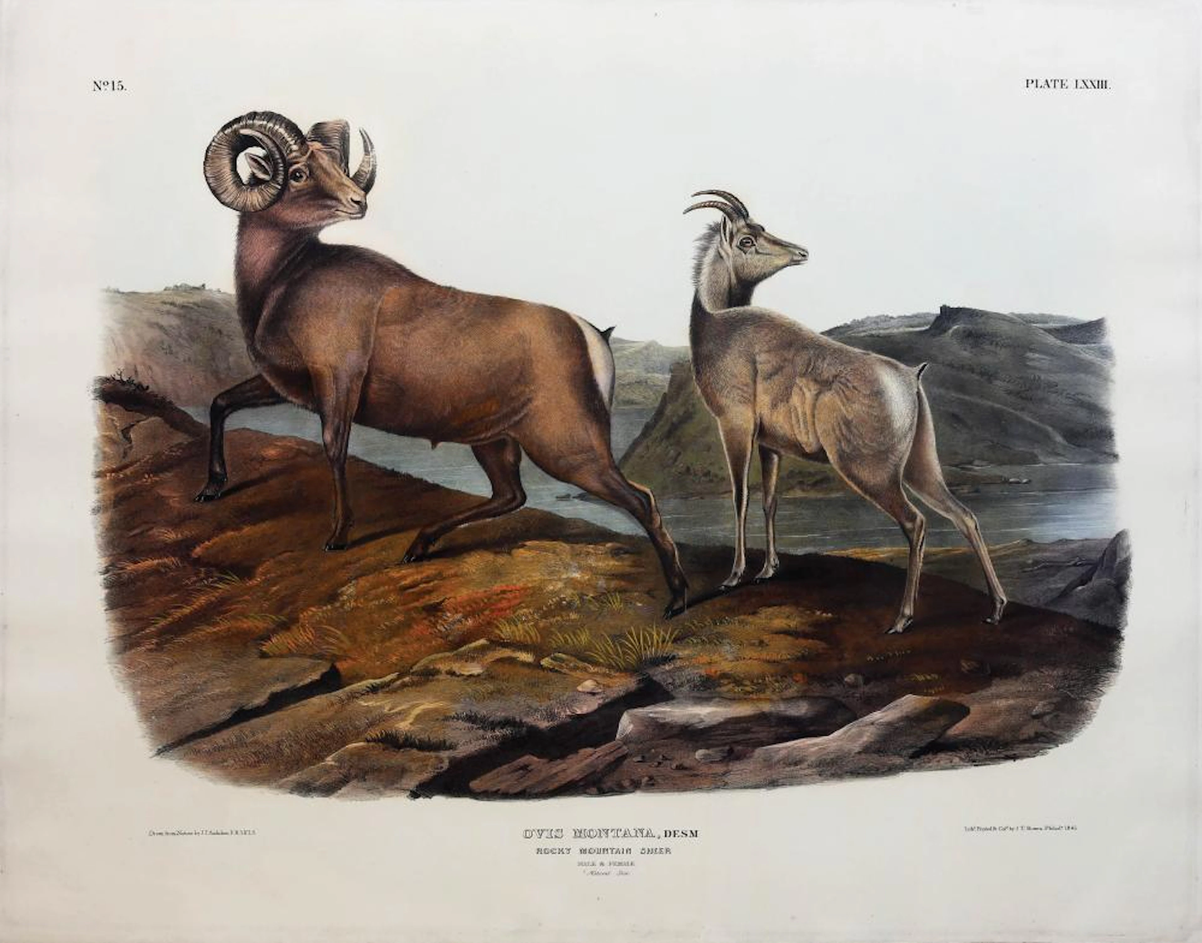 Audubon Lithograph, Rocky Mountain Sheep