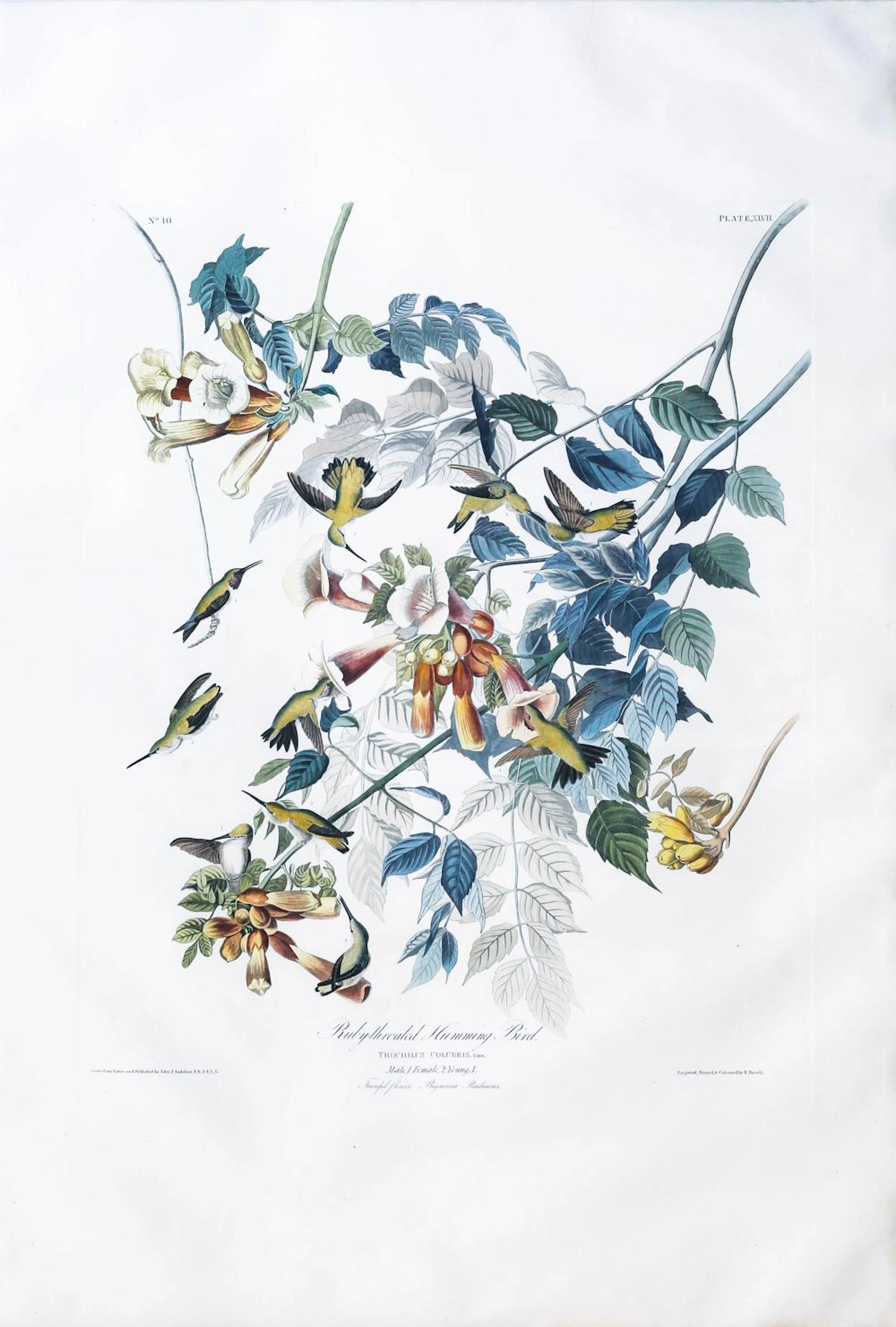 Audubon Aquatint, Ruby Throated Hummingbird