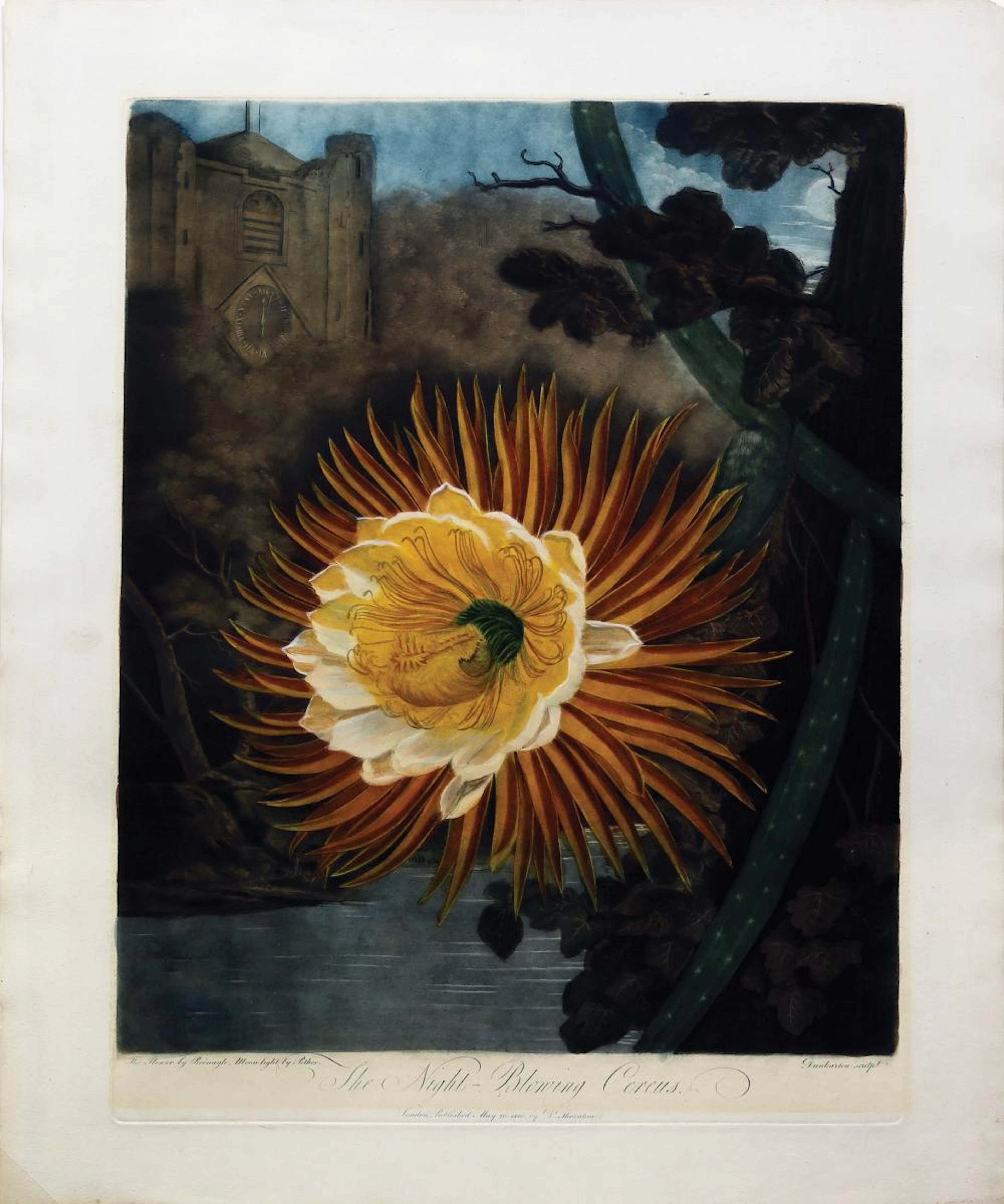 Thornton Aquatint, Night Blooming Cerus