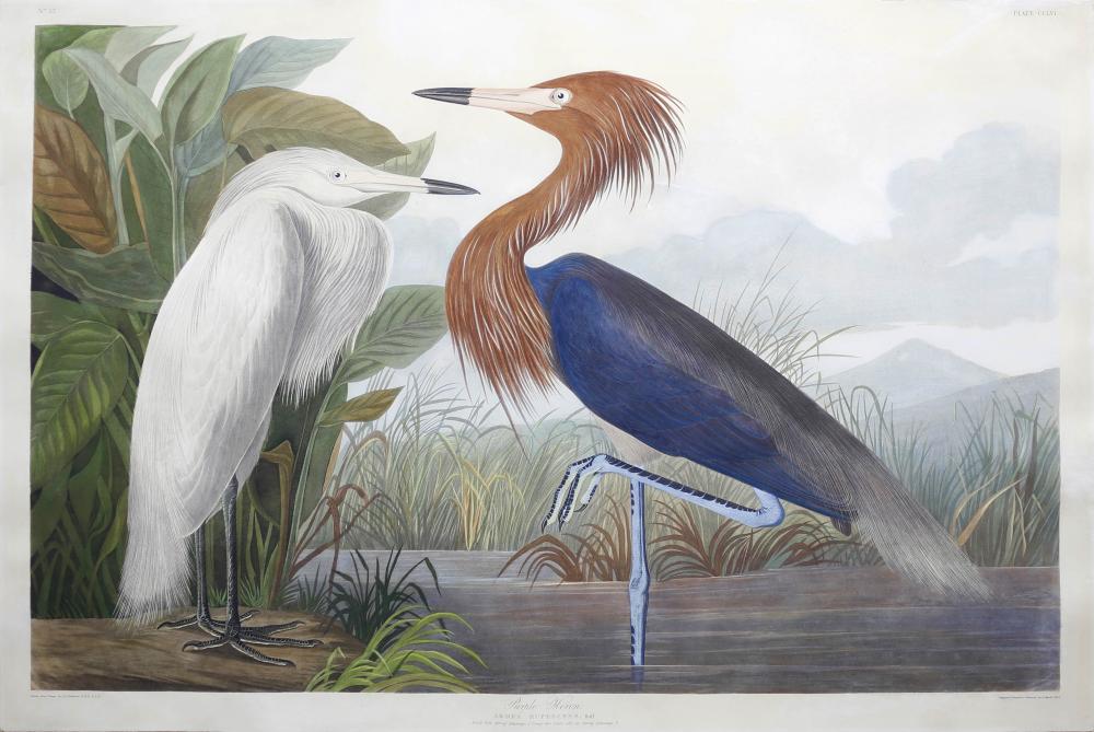 Audubon Aquatint, Reddish Egret or Purple Heron