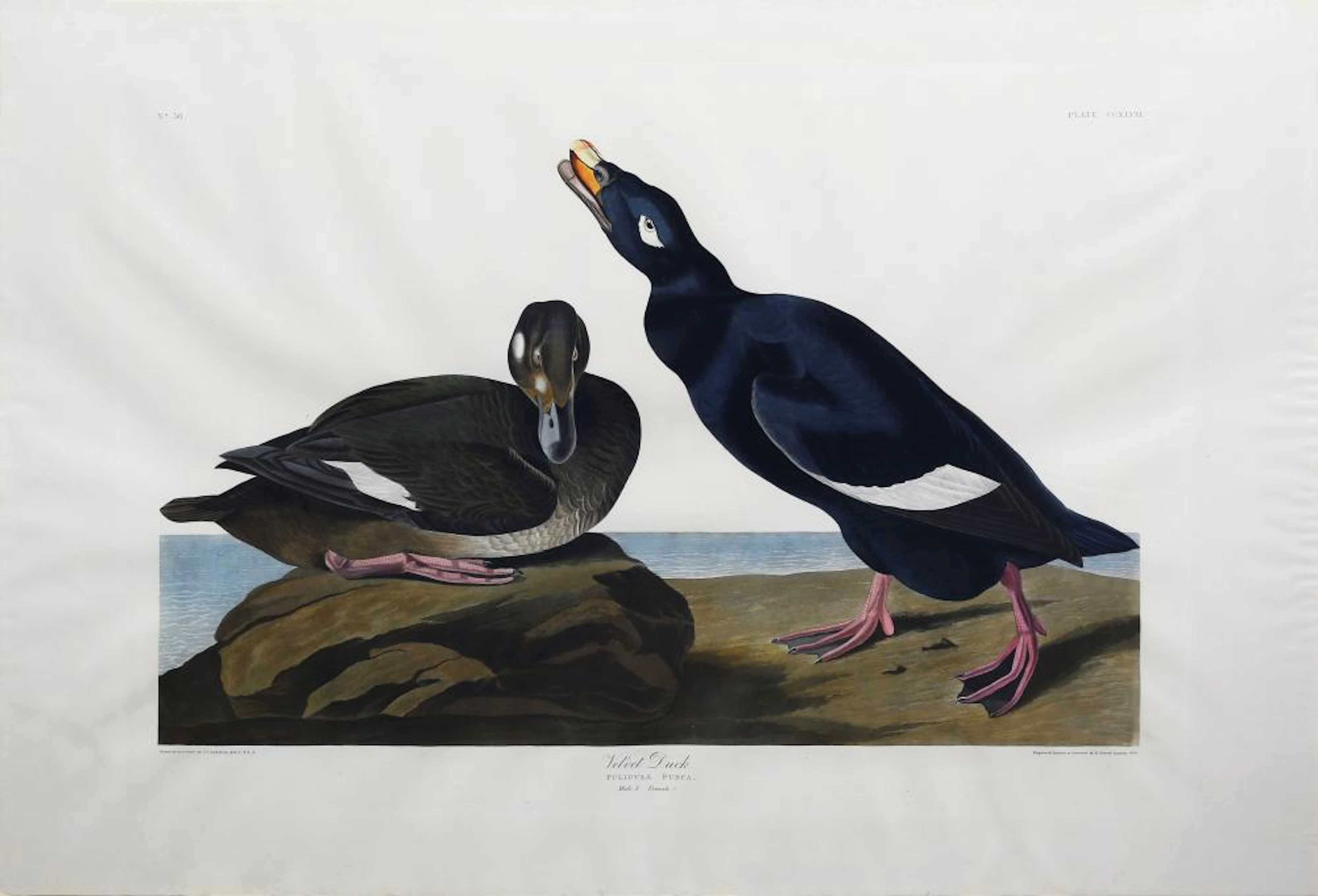 Audubon Aquatint, Velvet Duck