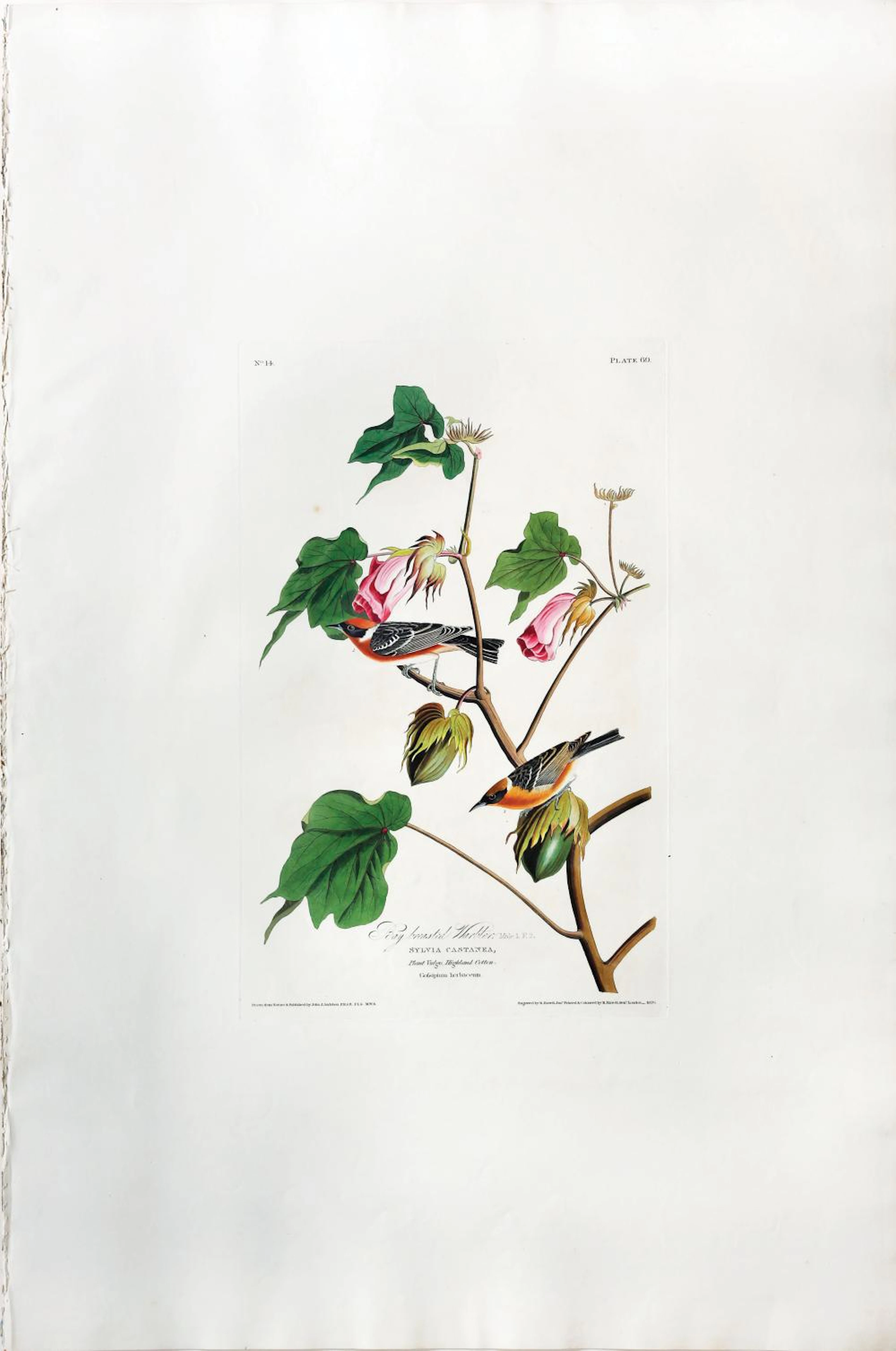 Audubon Aquatint, Bay-breasted Warbler