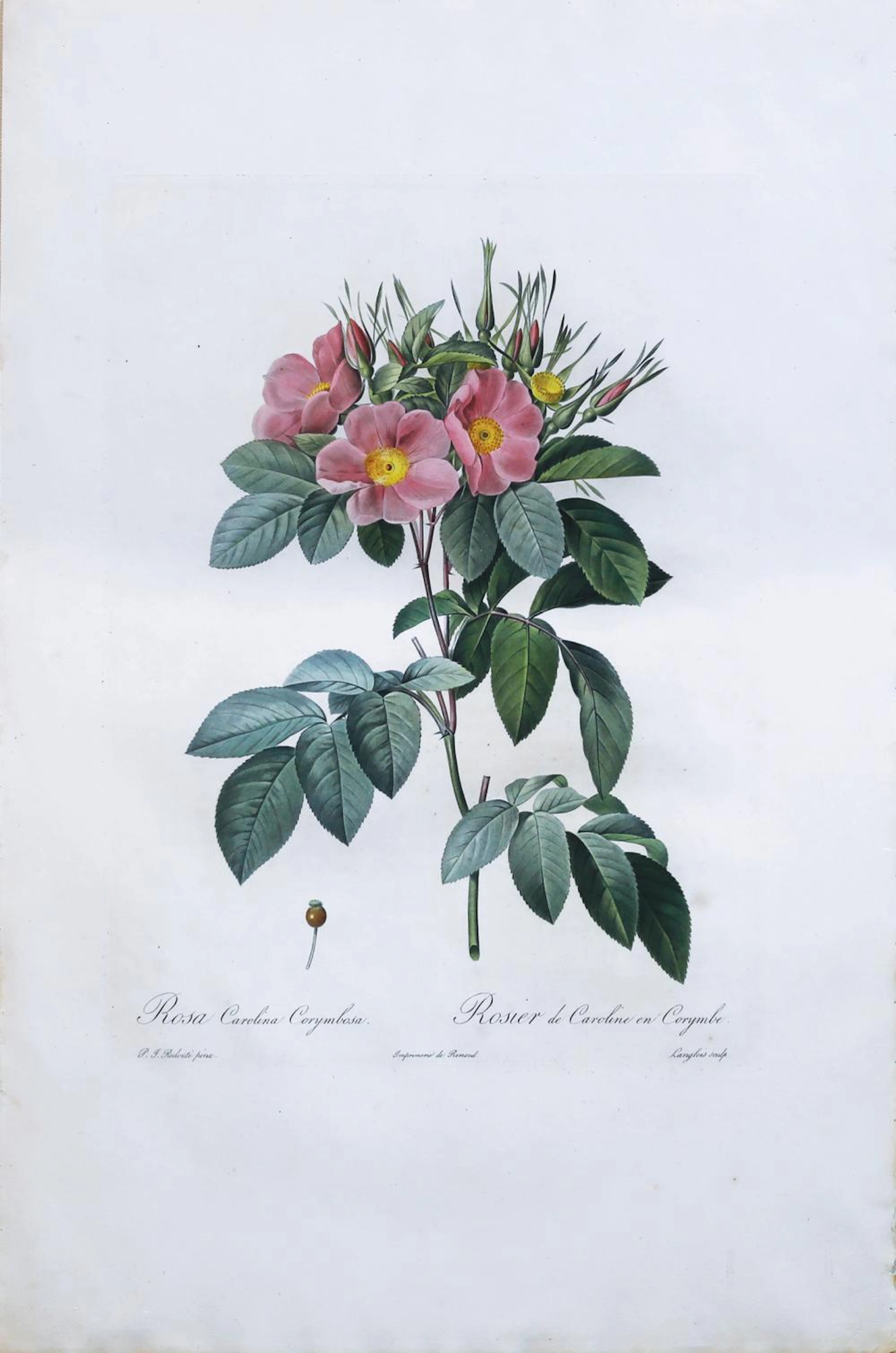 Redoute Stipple Engraving, Roses, Large Paper