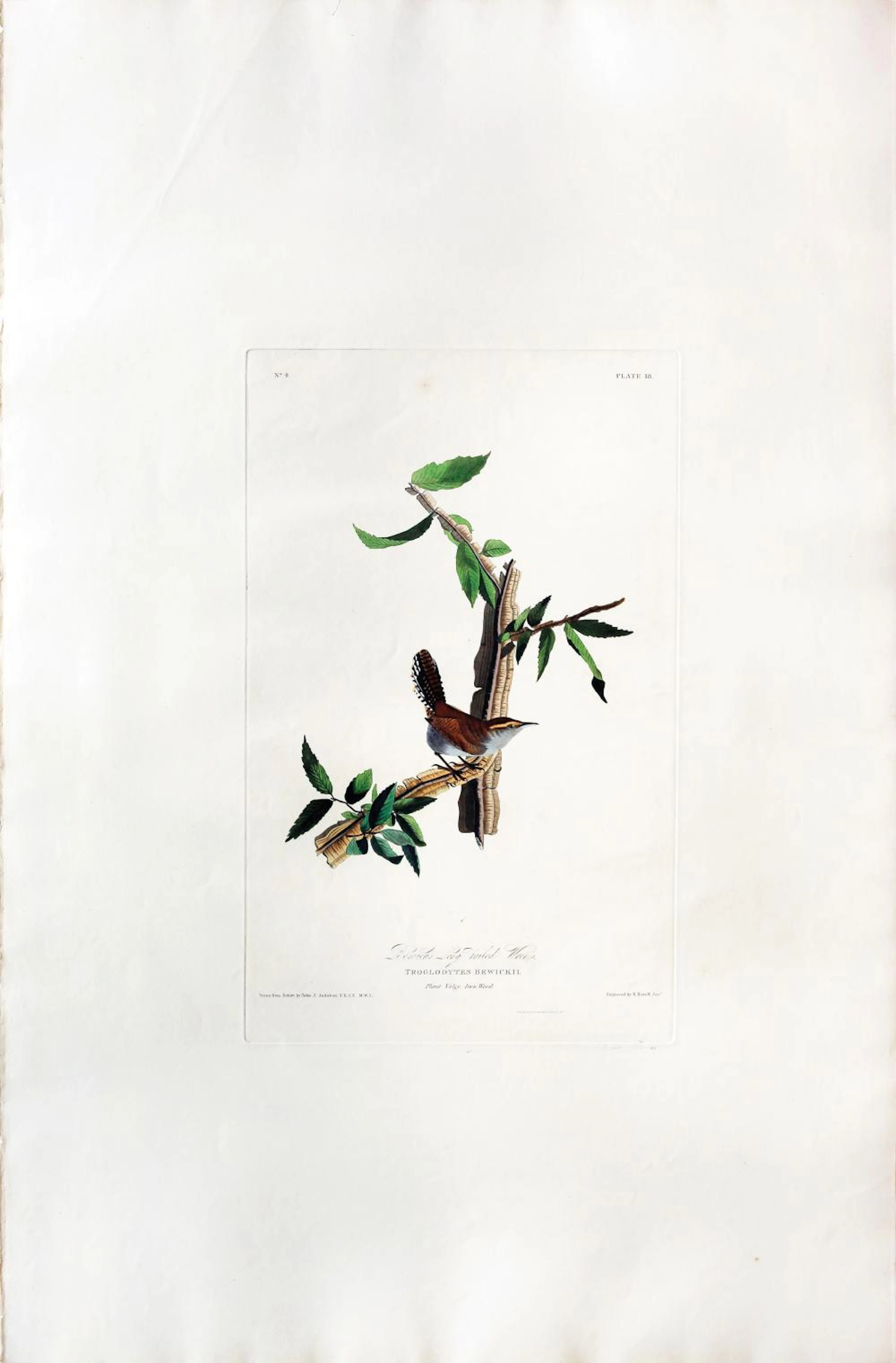 Audubon Aquatint, Bewick's Wren