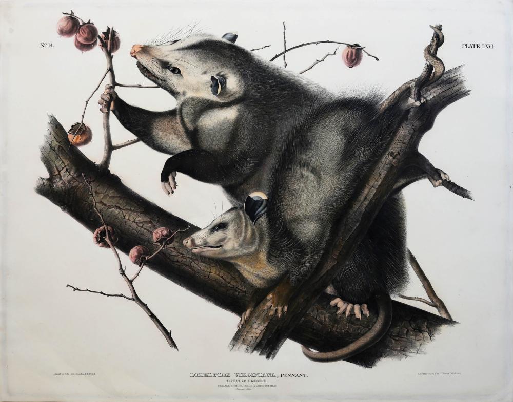 Audubon Lithograph, Virginian Opossum