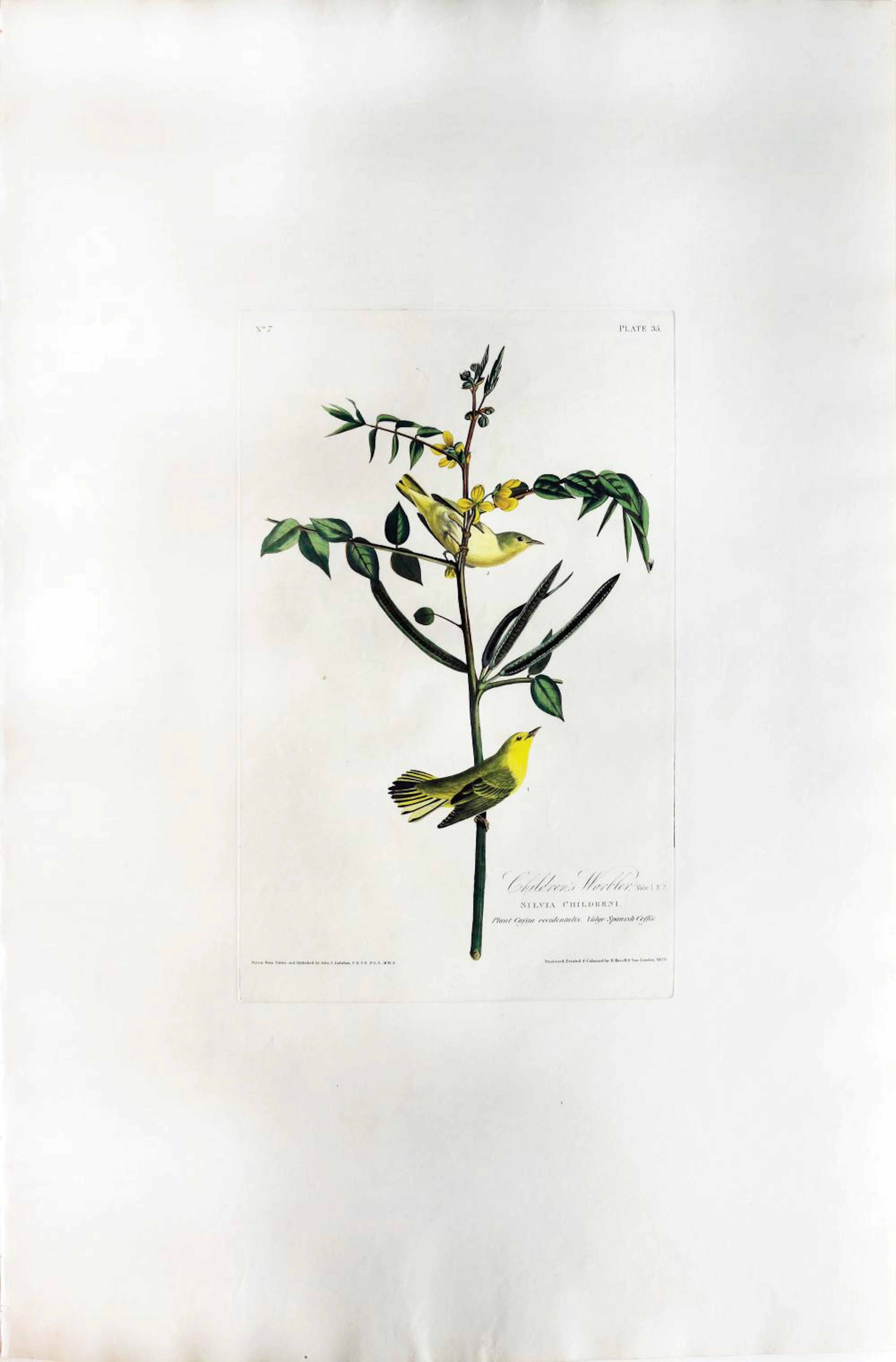 Audubon Aquatint, Children's Warbler