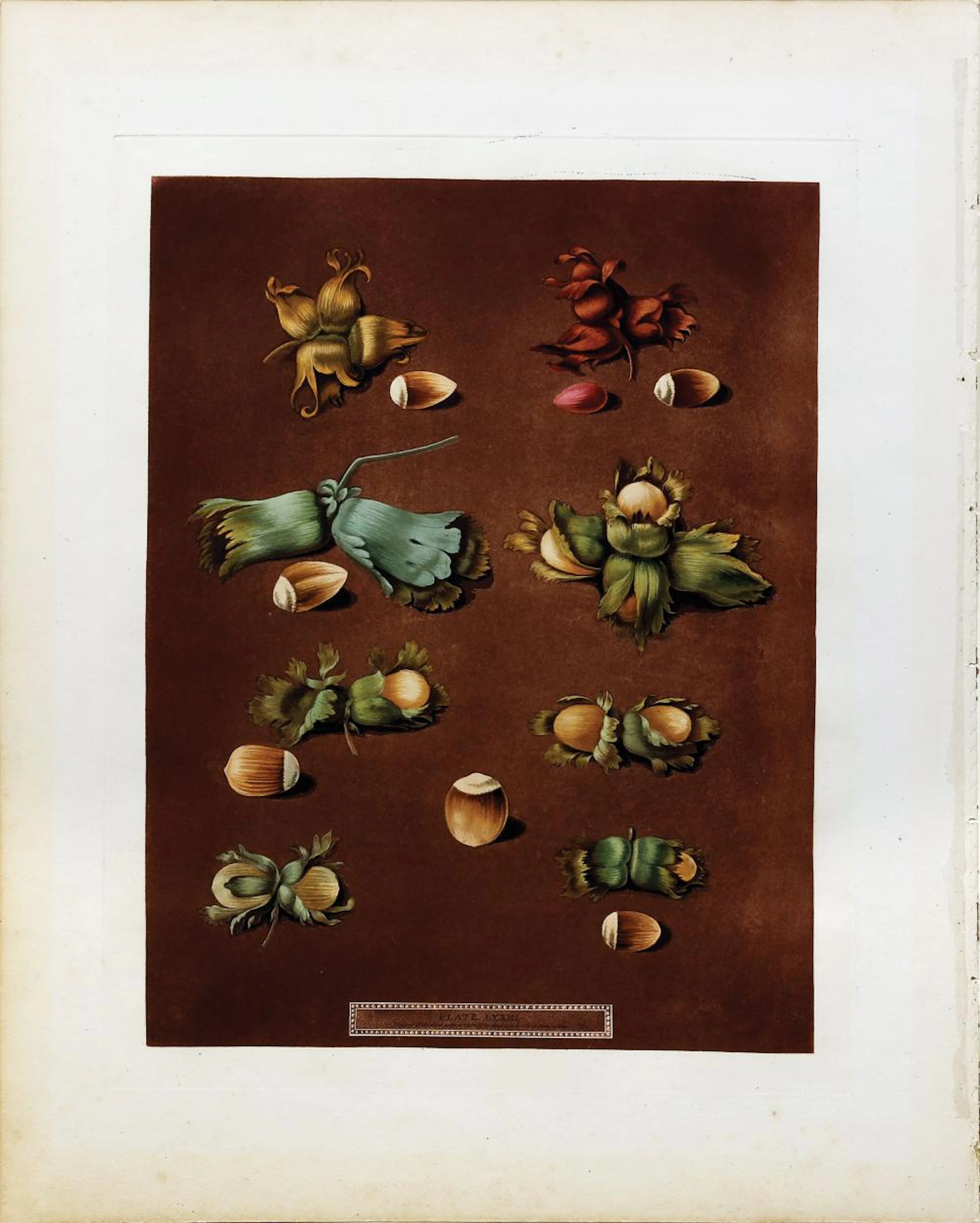 Brookshaw Aquatint, Fritillaria Persica