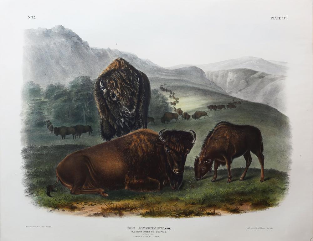 Audubon Lithograph, American Bison or Buffalo (Female and Young)