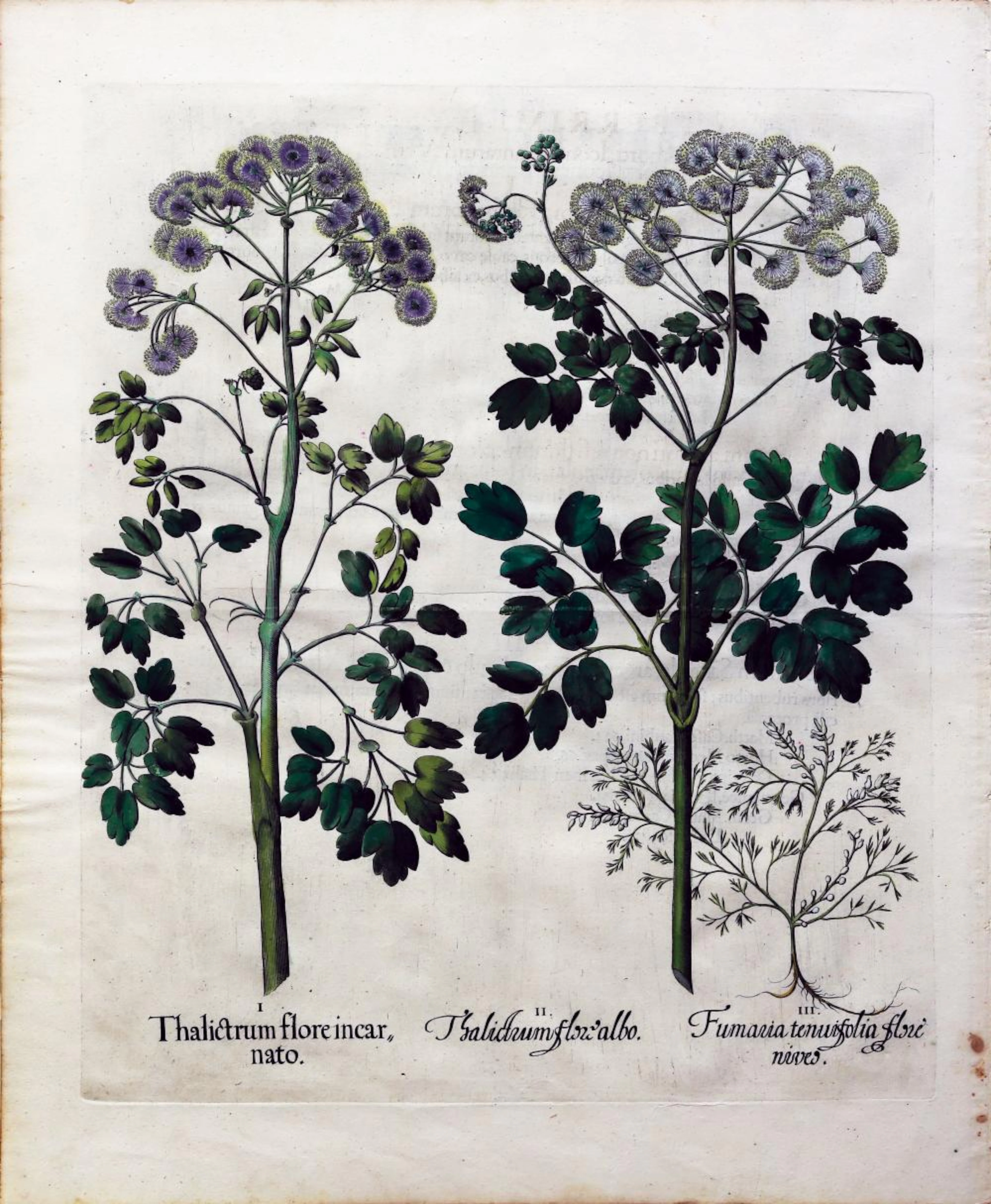 Besler Engraving with original color