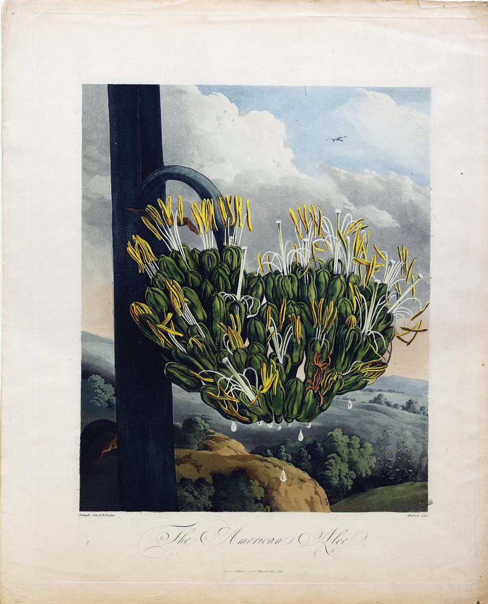 Thornton Aquatint, American Aloe