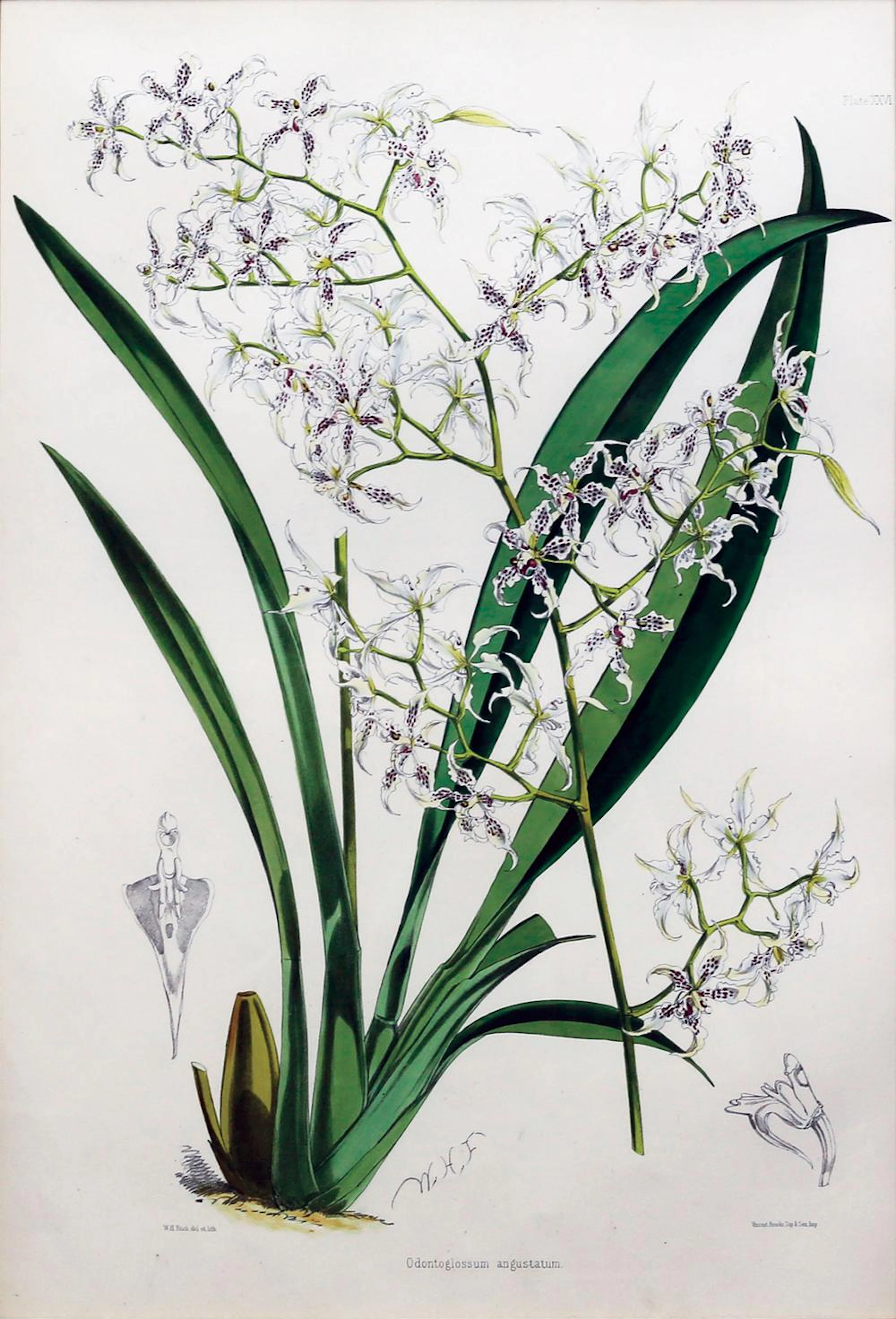 Bateman Lithograph, Orchids