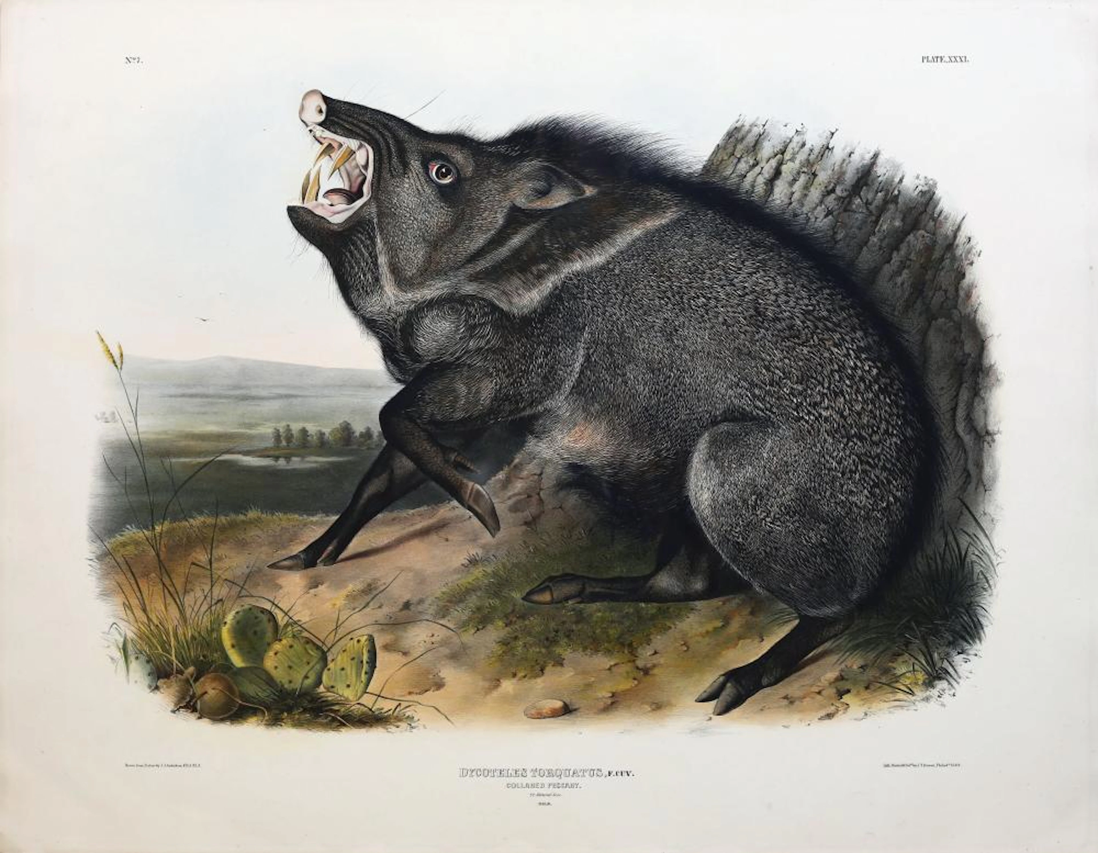 Audubon Lithograph, Collared Peccary
