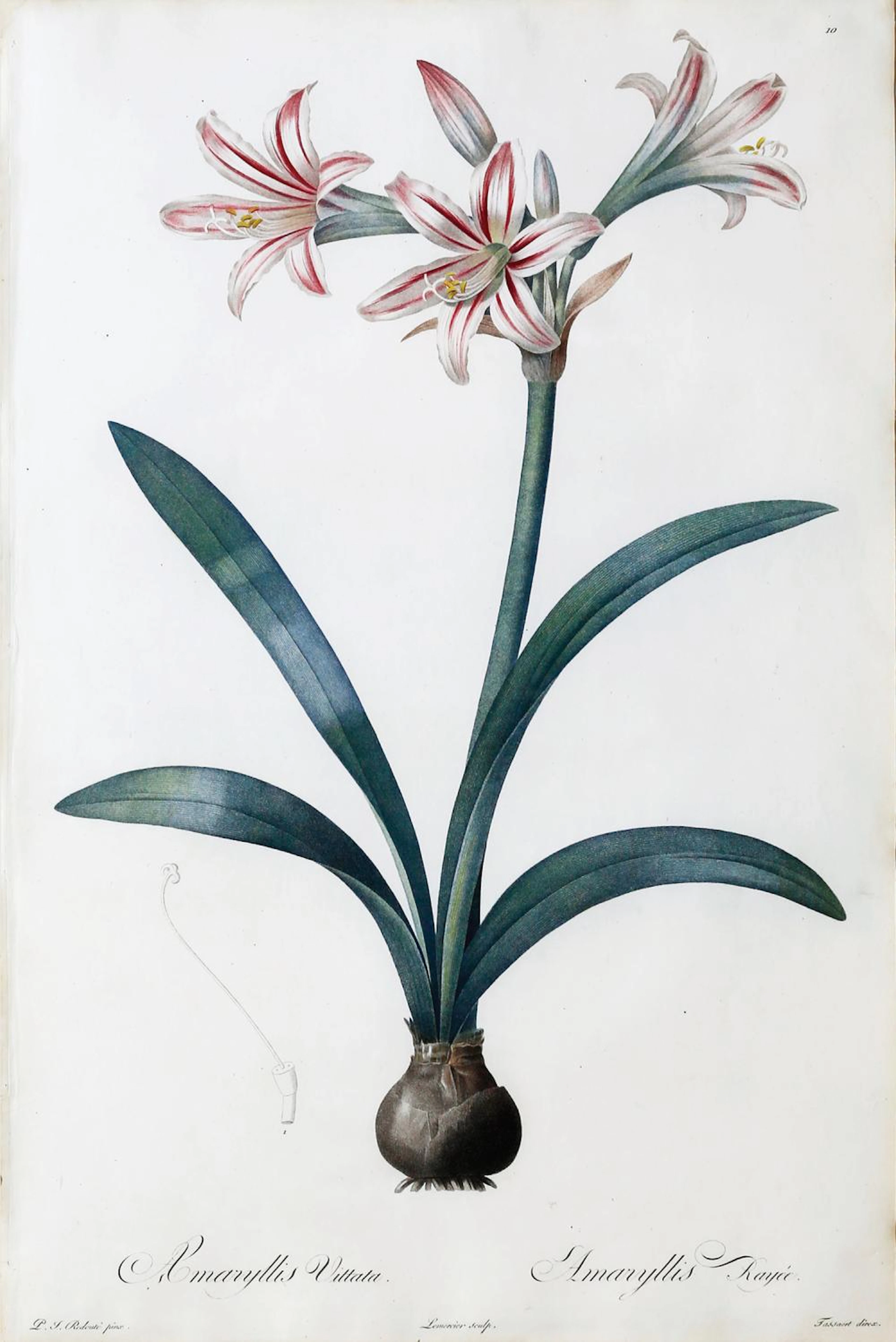 Redoute Stipple Engraving, Les Liliacées