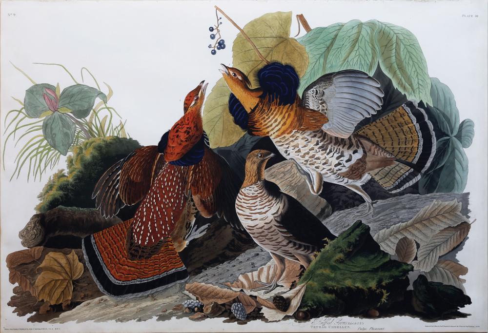 Audubon Aquatint, Ruffed Grous