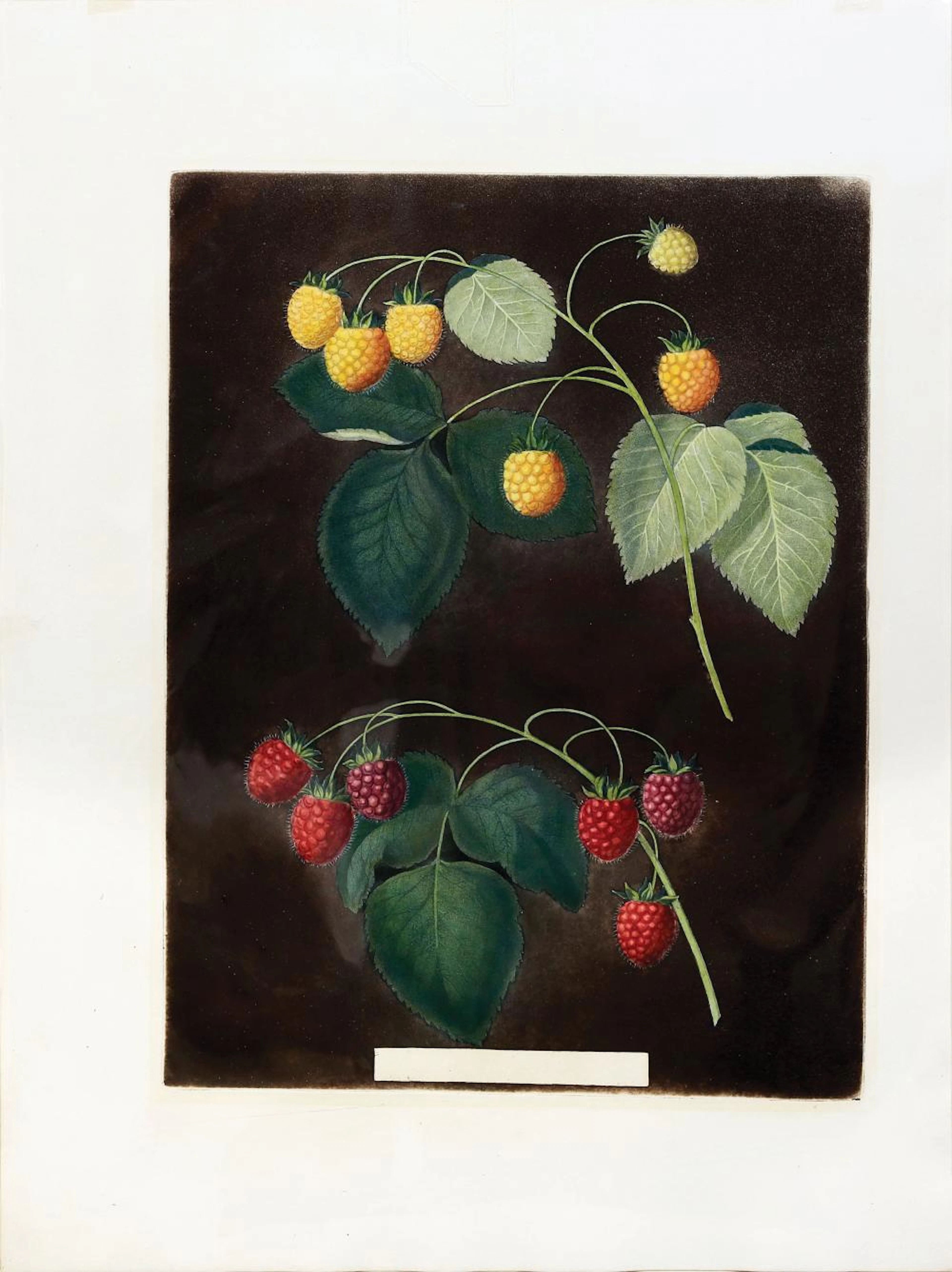 Brookshaw Aquatint, Raspberries