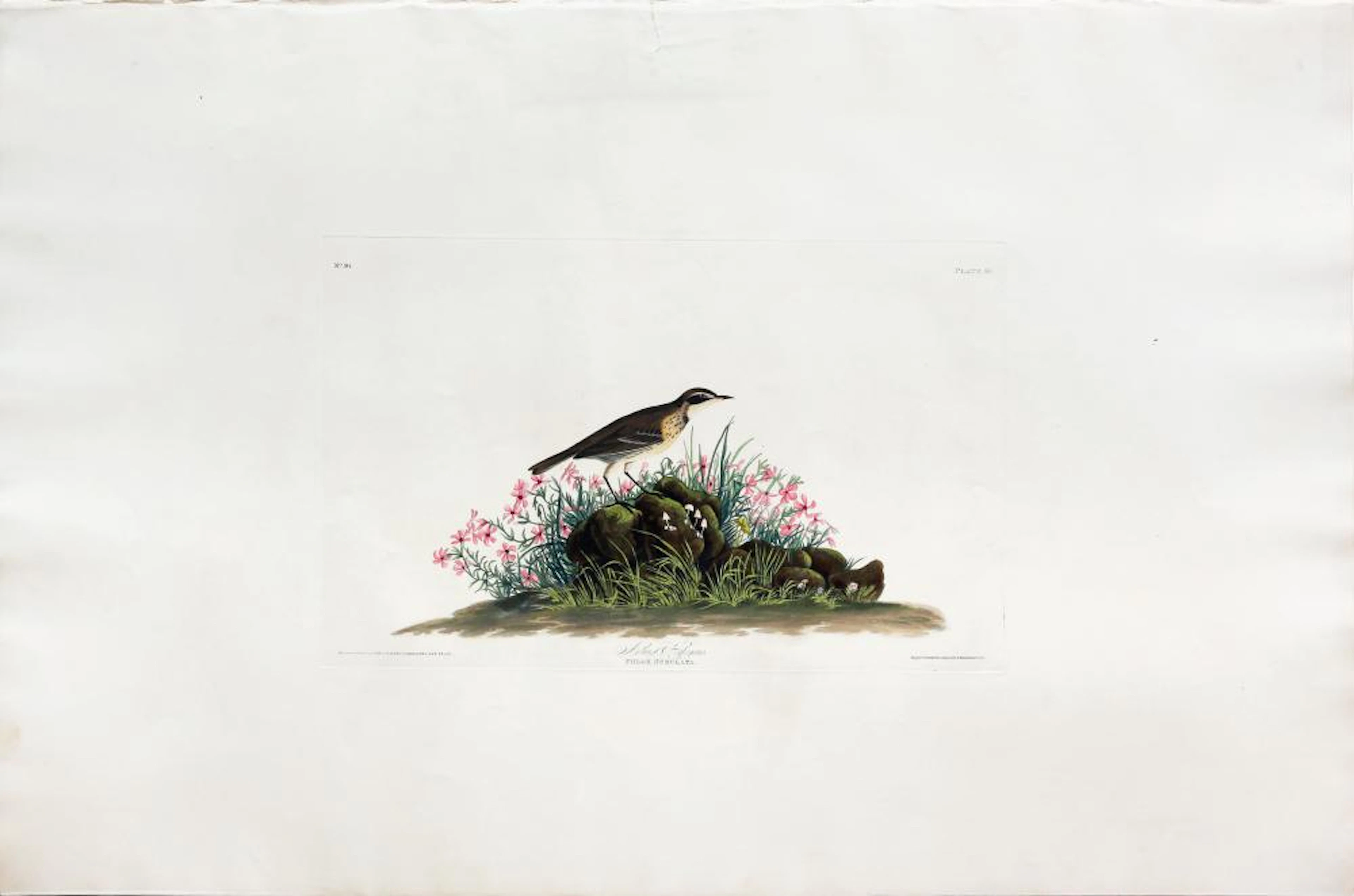 Audubon Aquatint, Prairie Titlark