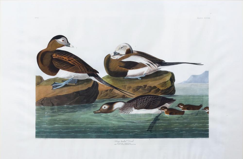 Audubon Aquatint, Long-Tailed Duck