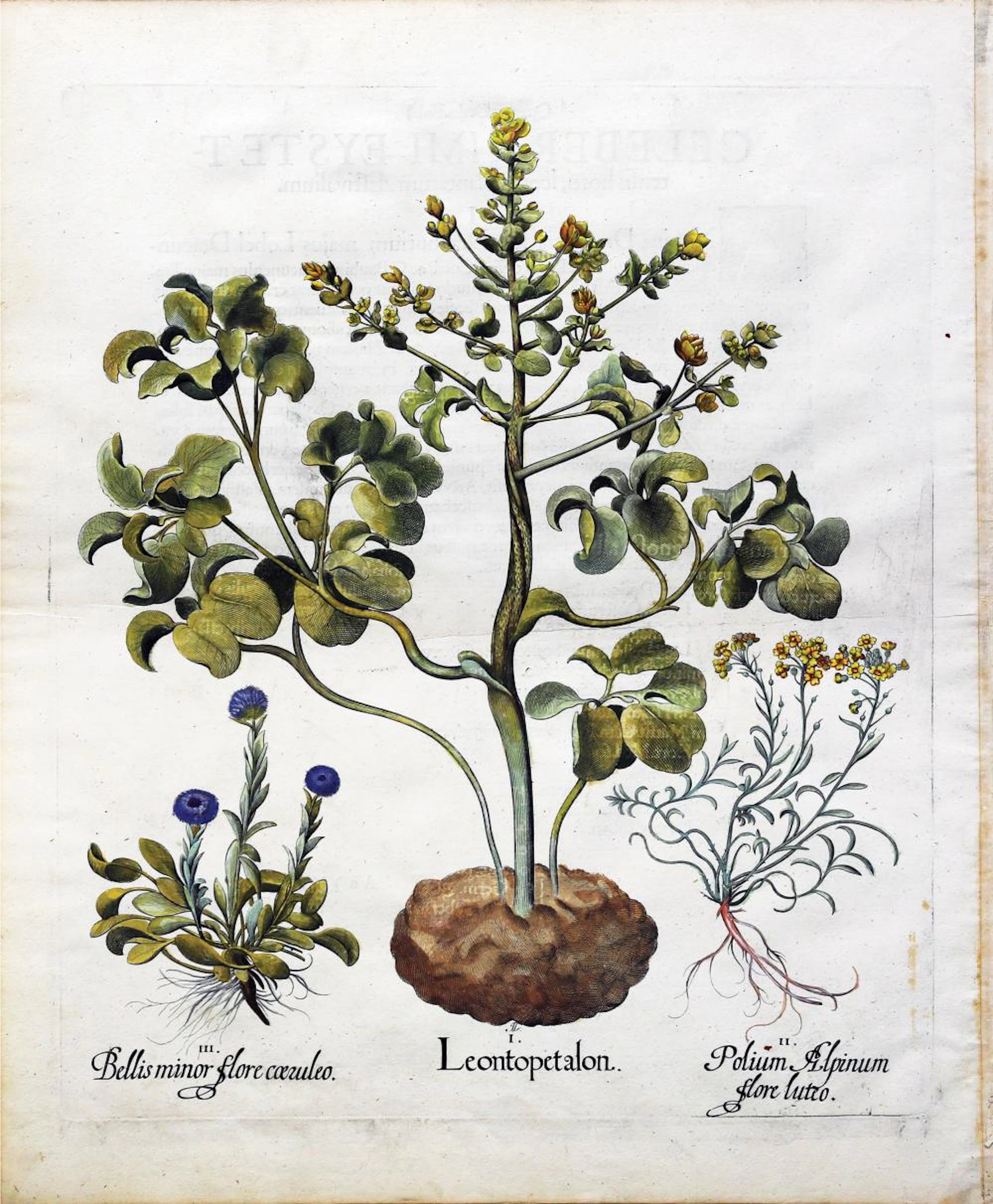 Besler Engraving with original color