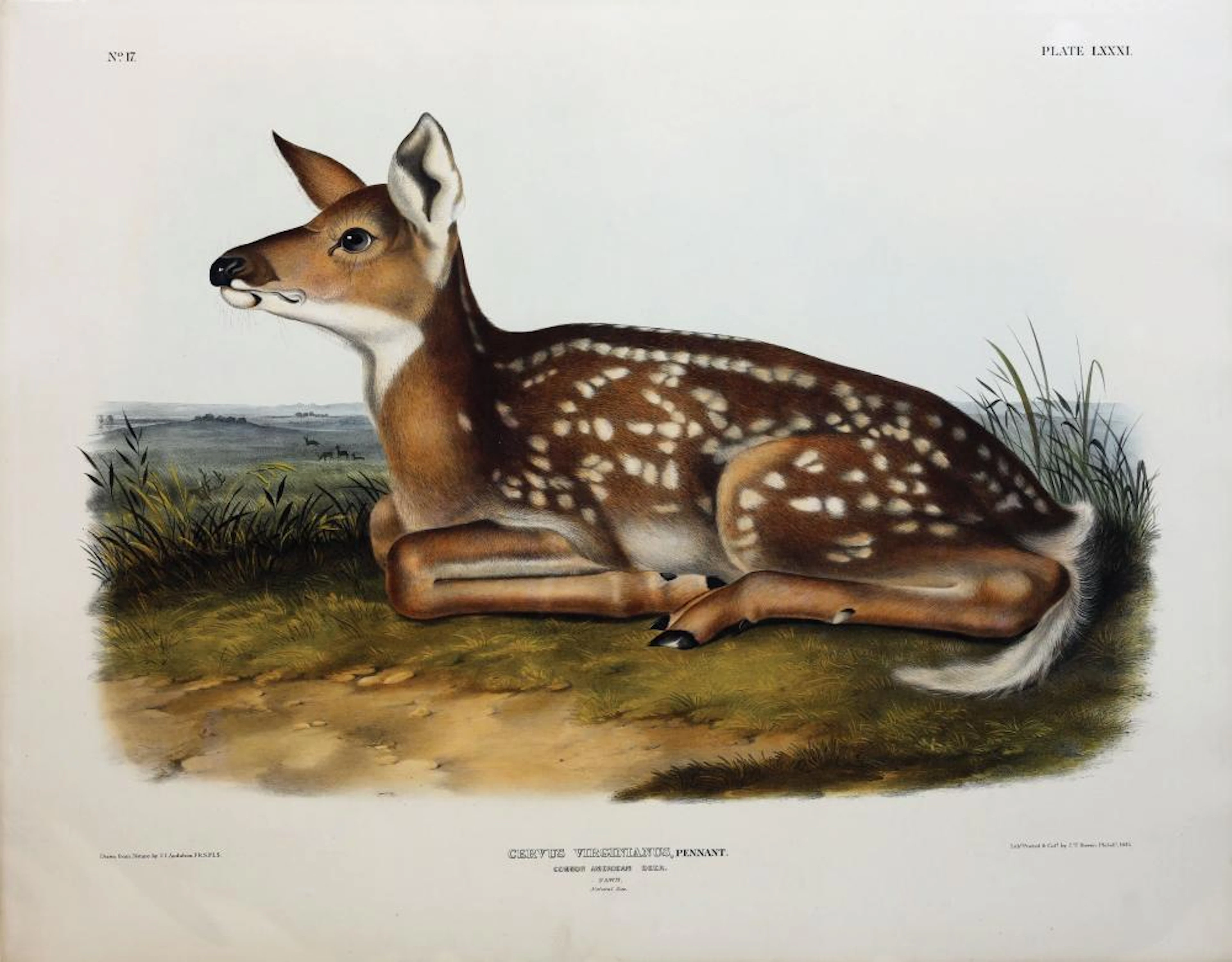 Audubon Lithograph, Common American Deer (Fawn)