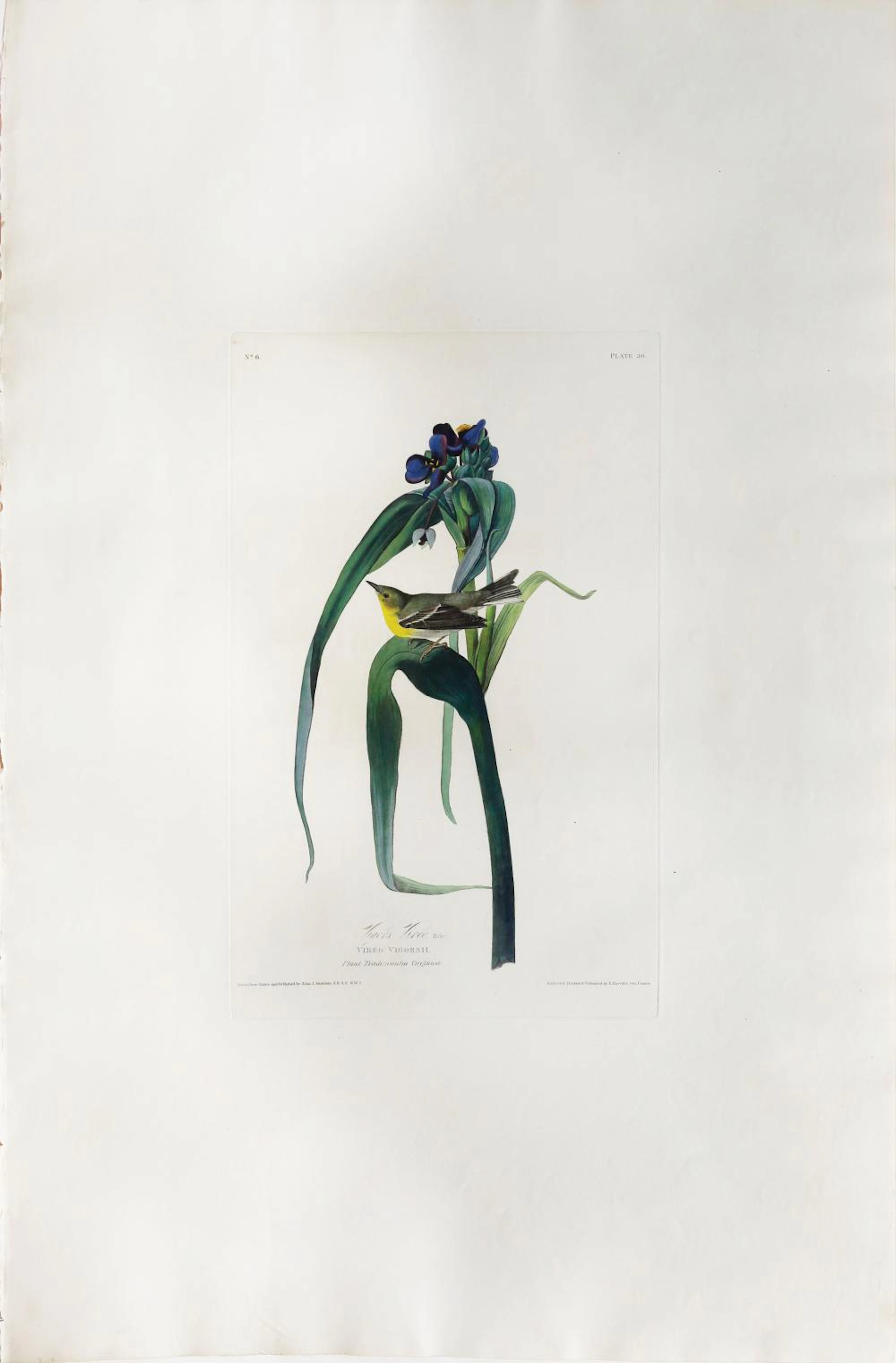 Audubon Aquatint, Vigor's Vireo or Warbler