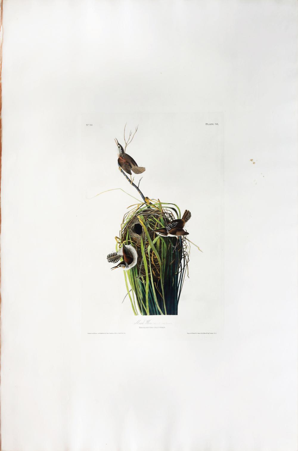 Audubon Aquatint, Marsh Wren