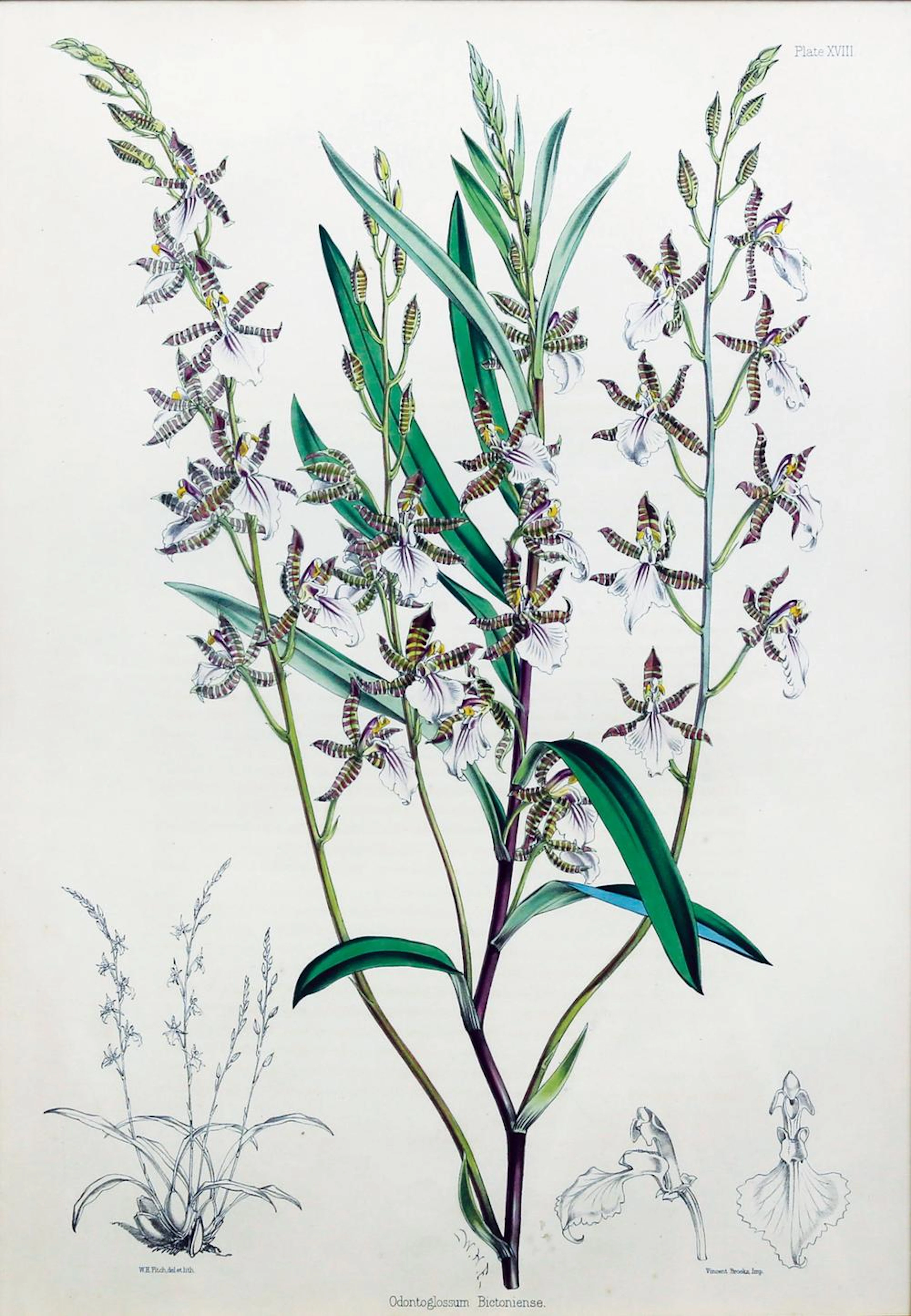 Bateman Lithograph, Orchids