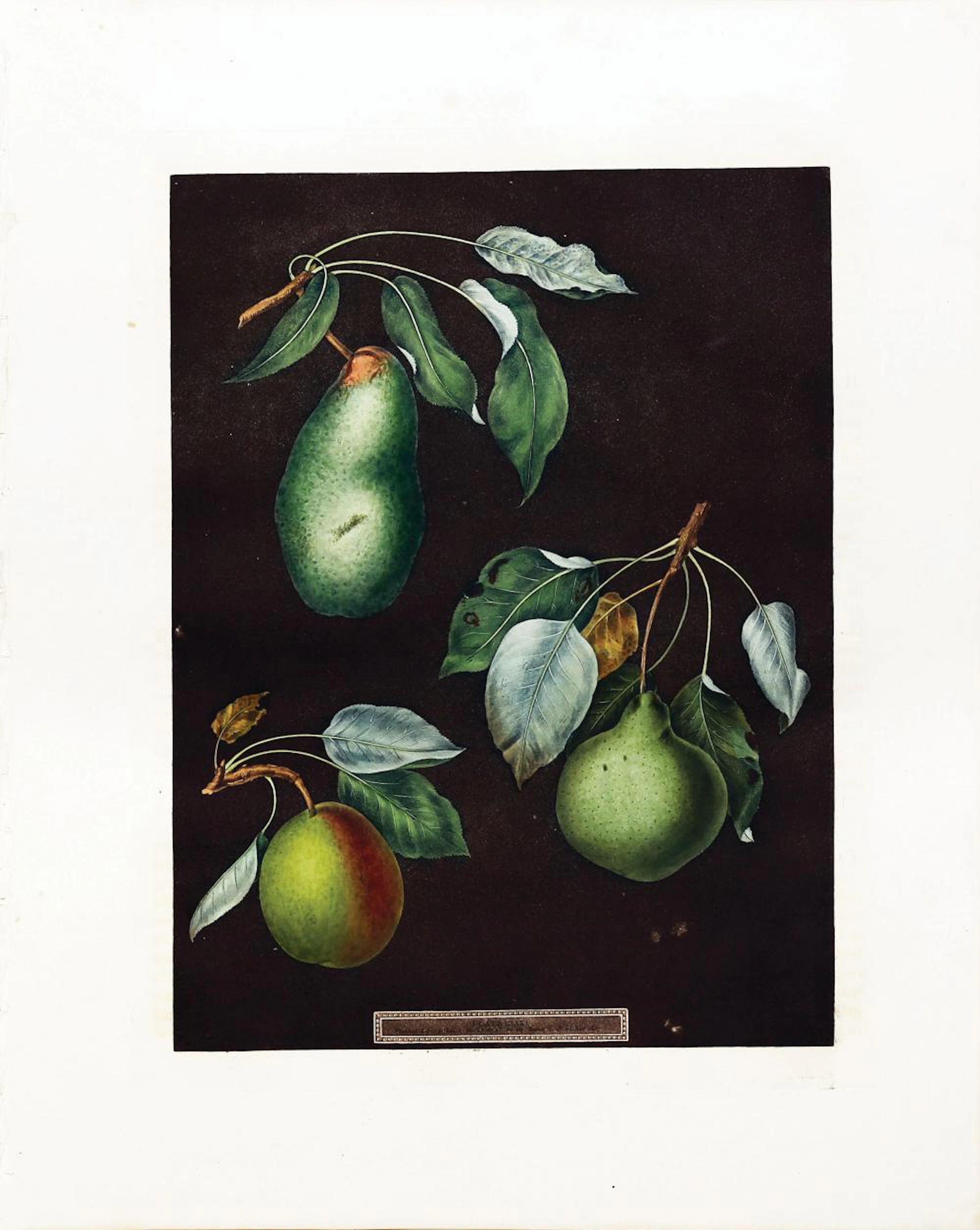 Brookshaw Aquatint, Pears