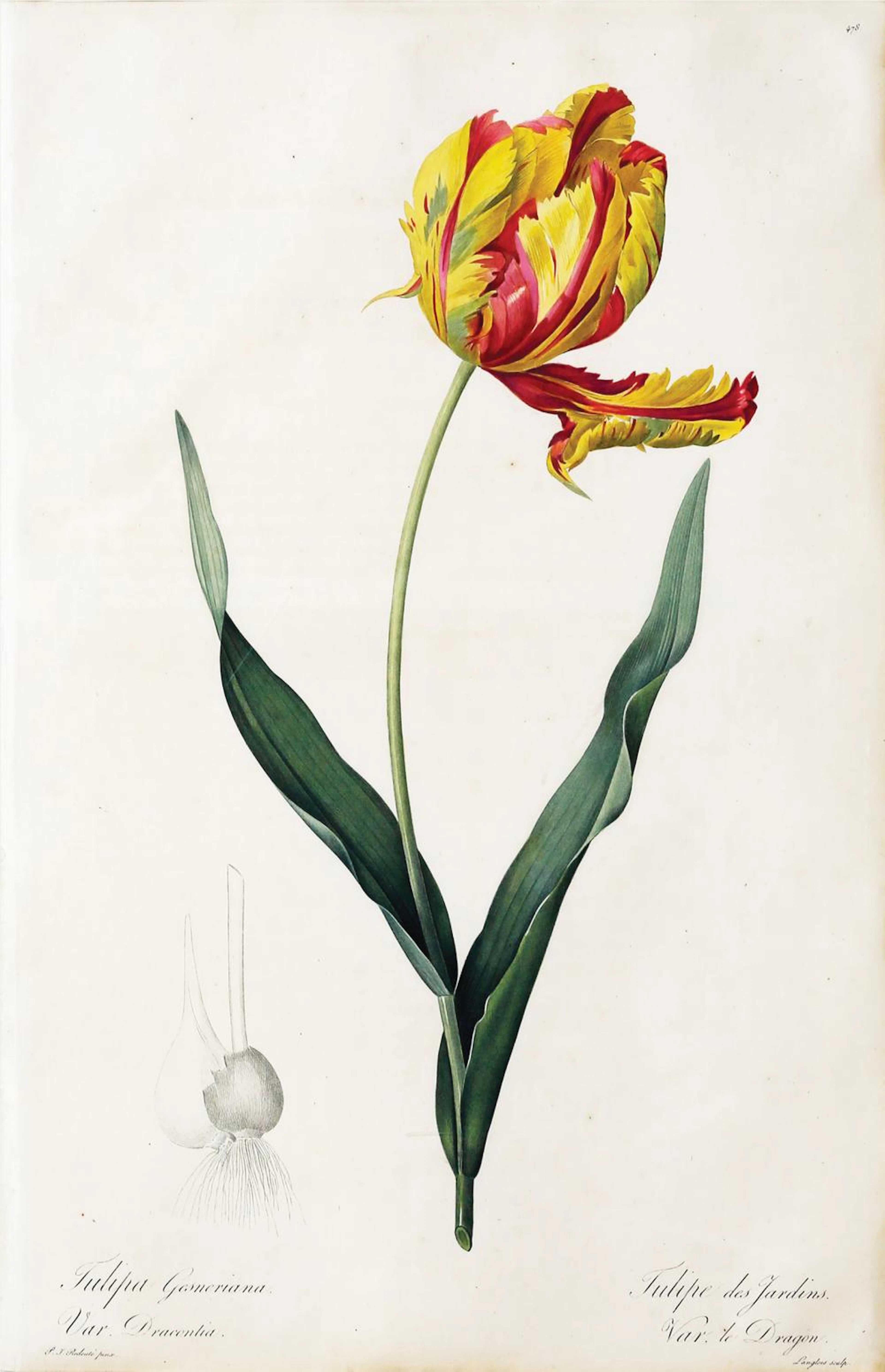 Redoute Stipple Engraving, Les Liliacées
