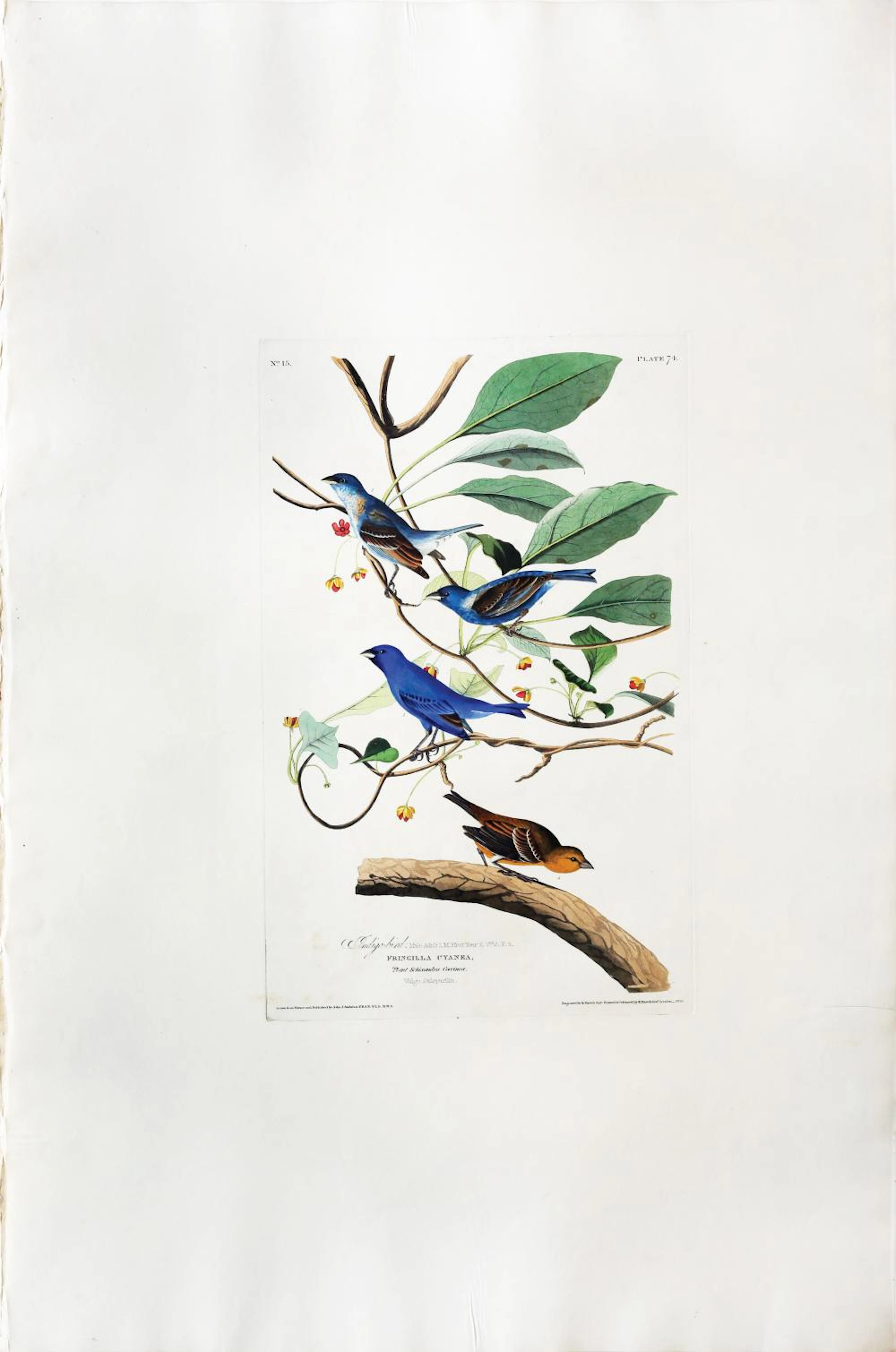 Audubon Aquatint, Indigo Bird