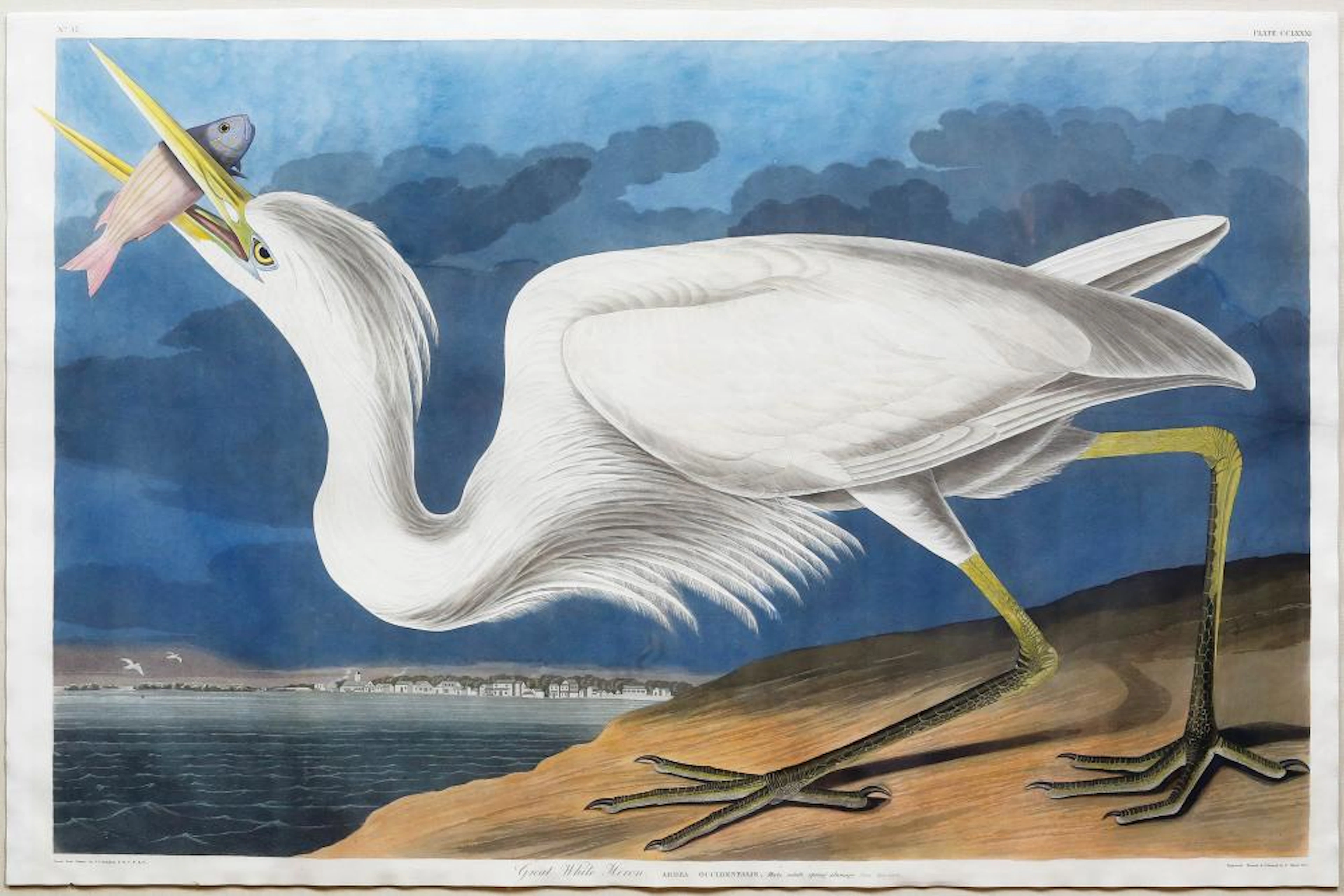 Audubon Aquatint, Great White Heron