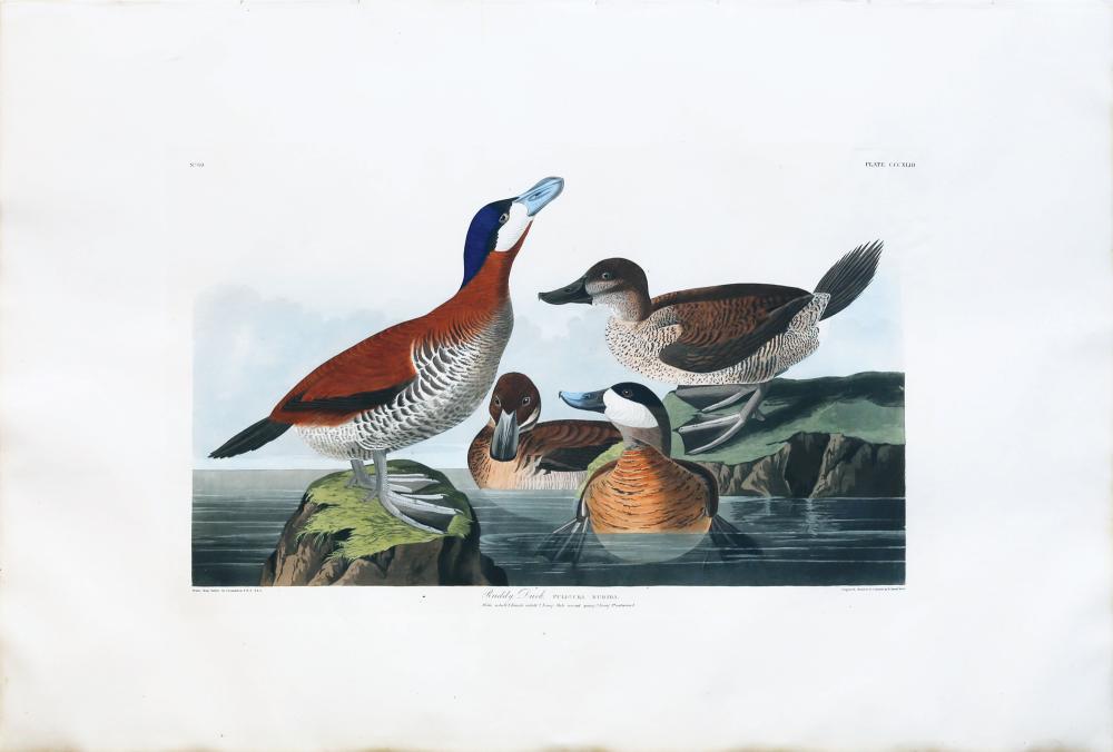 Audubon Aquatint, Ruddy Duck