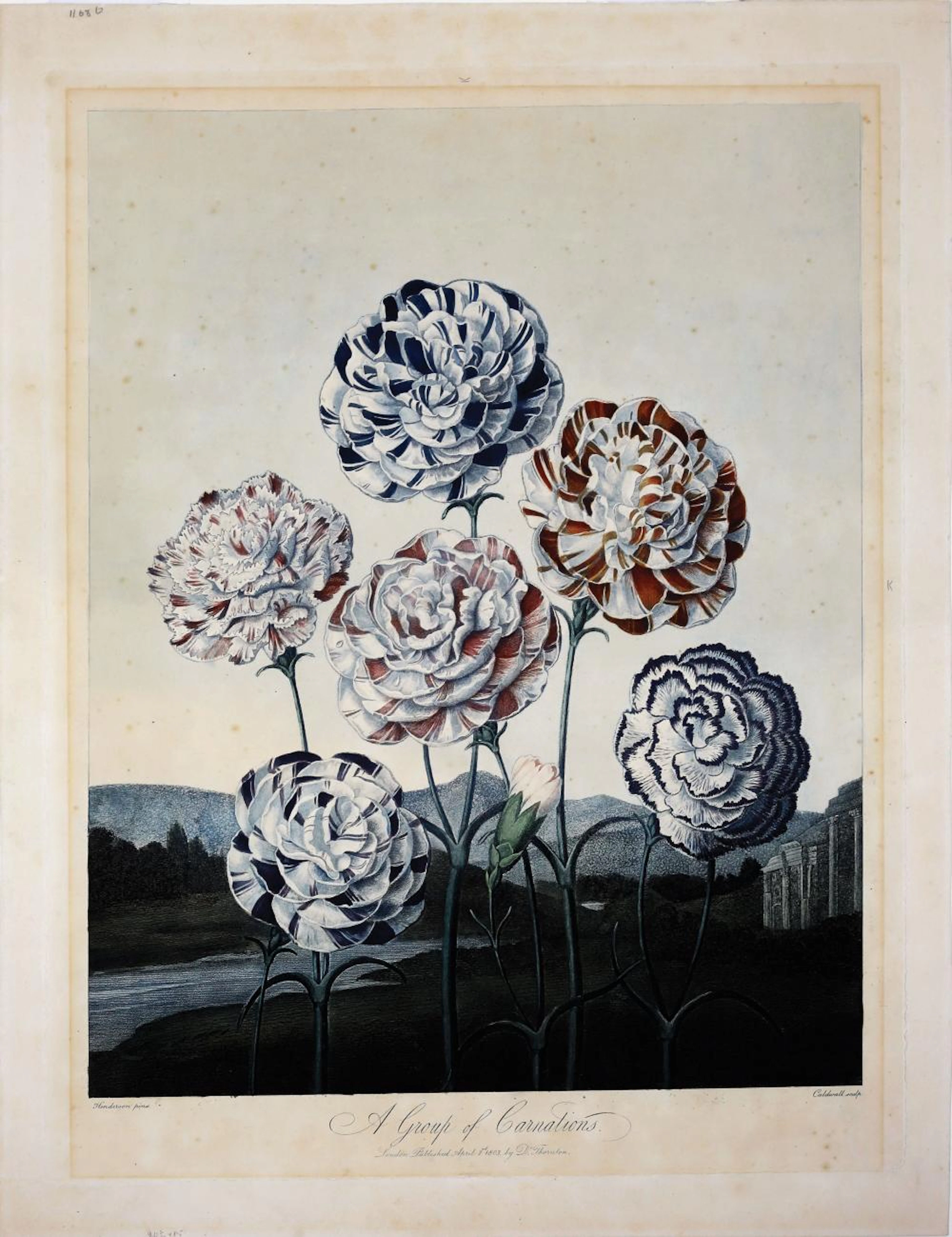 Thornton Aquatint, Carnations
