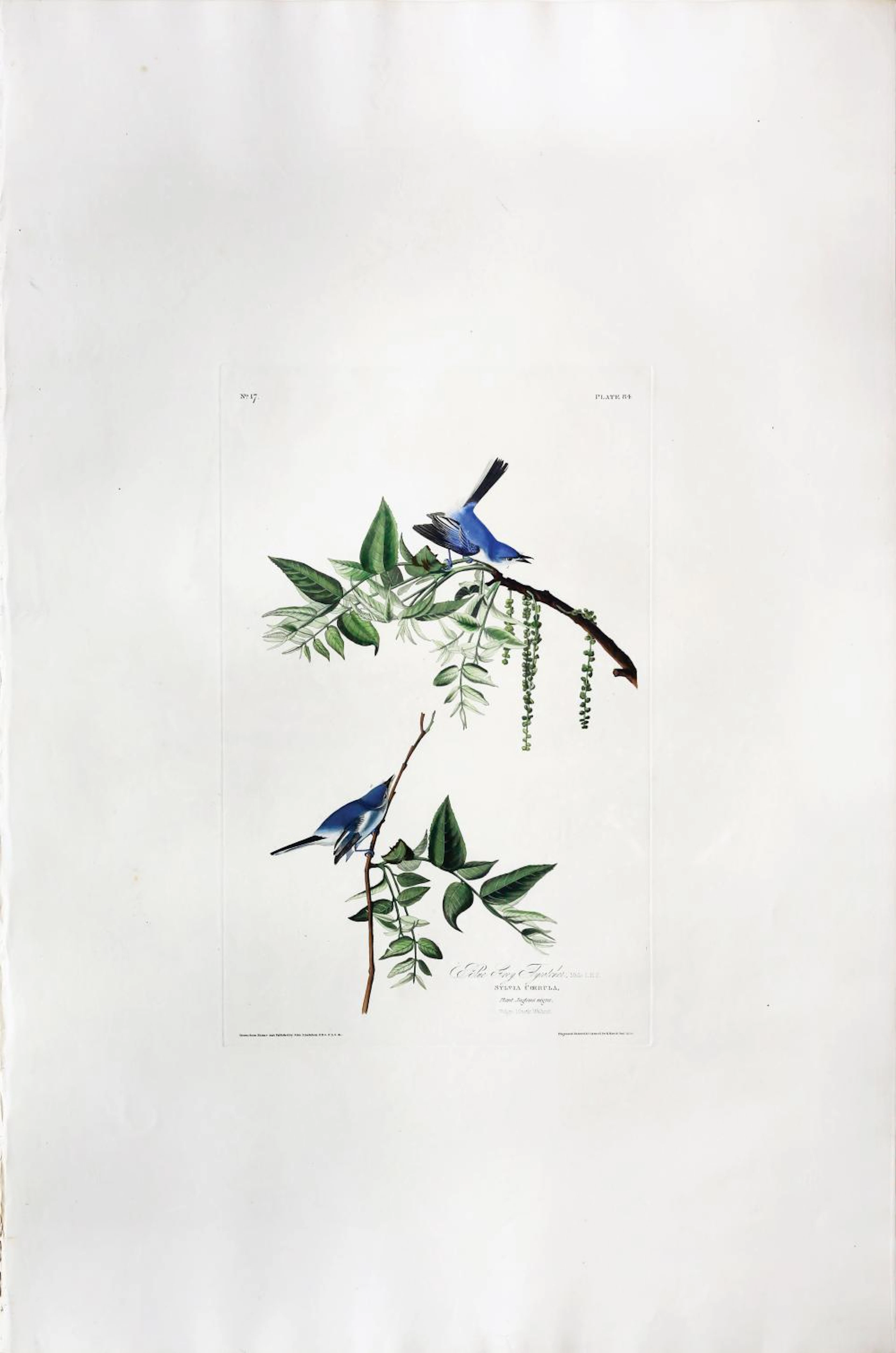Audubon Aquatint, Blue-Grey Flycatcher