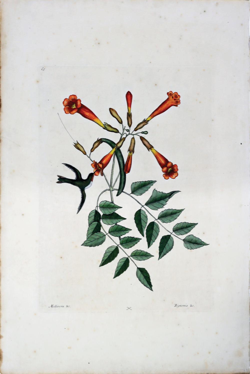 Catesby Engraving, Hummingbird