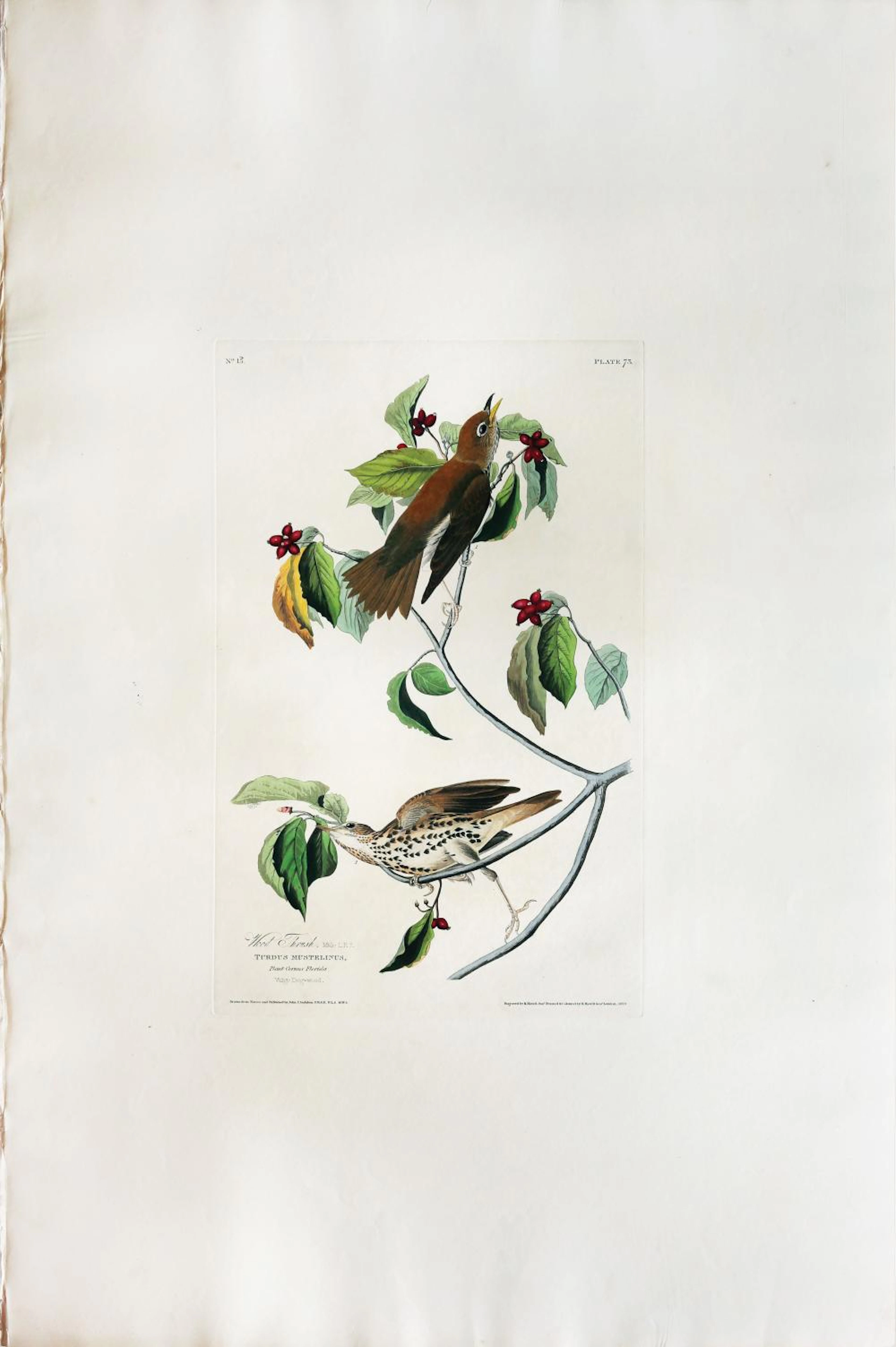 Audubon Aquatint, Wood Thrush