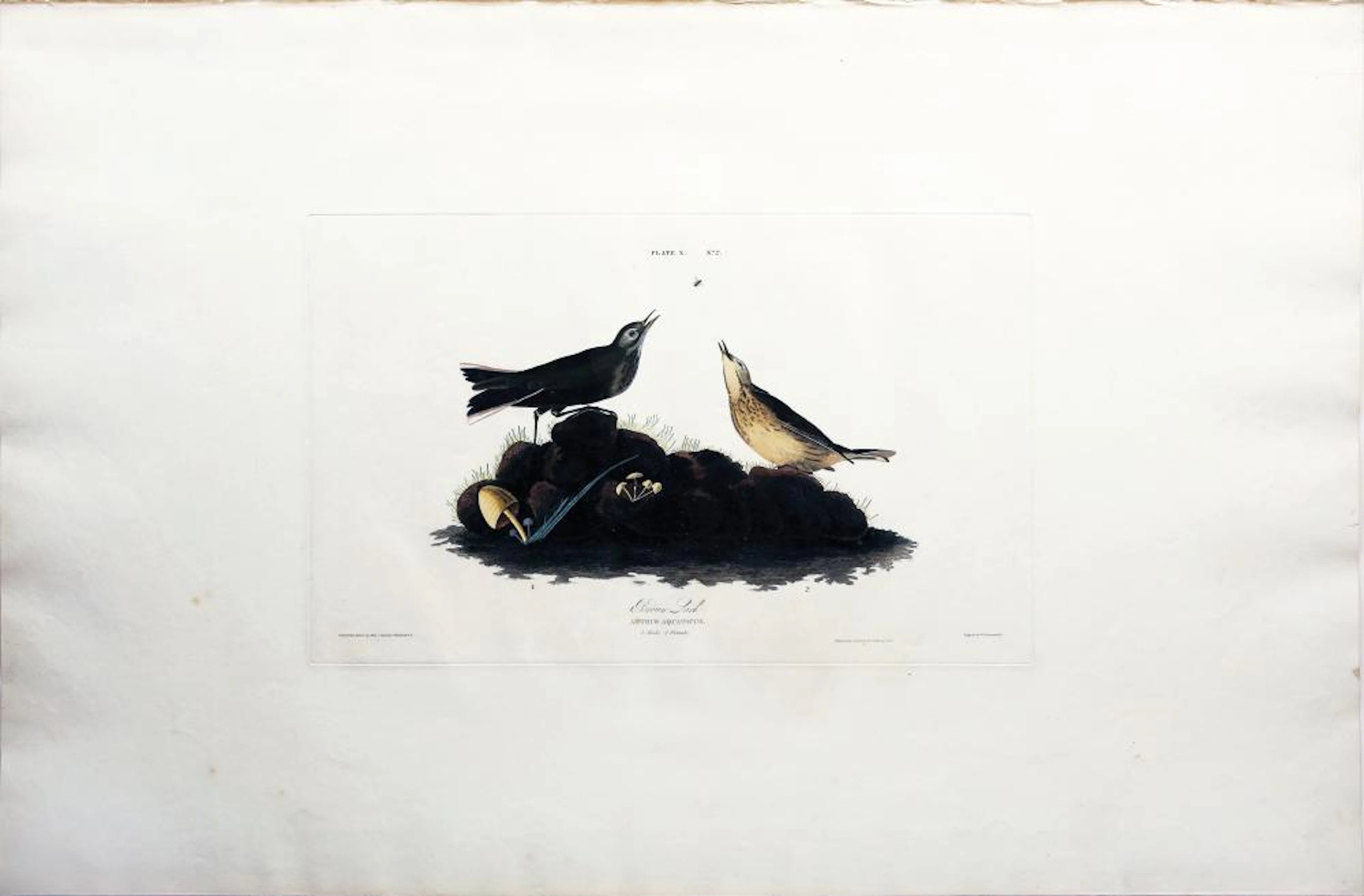 Audubon Aquatint, Brown Titlark
