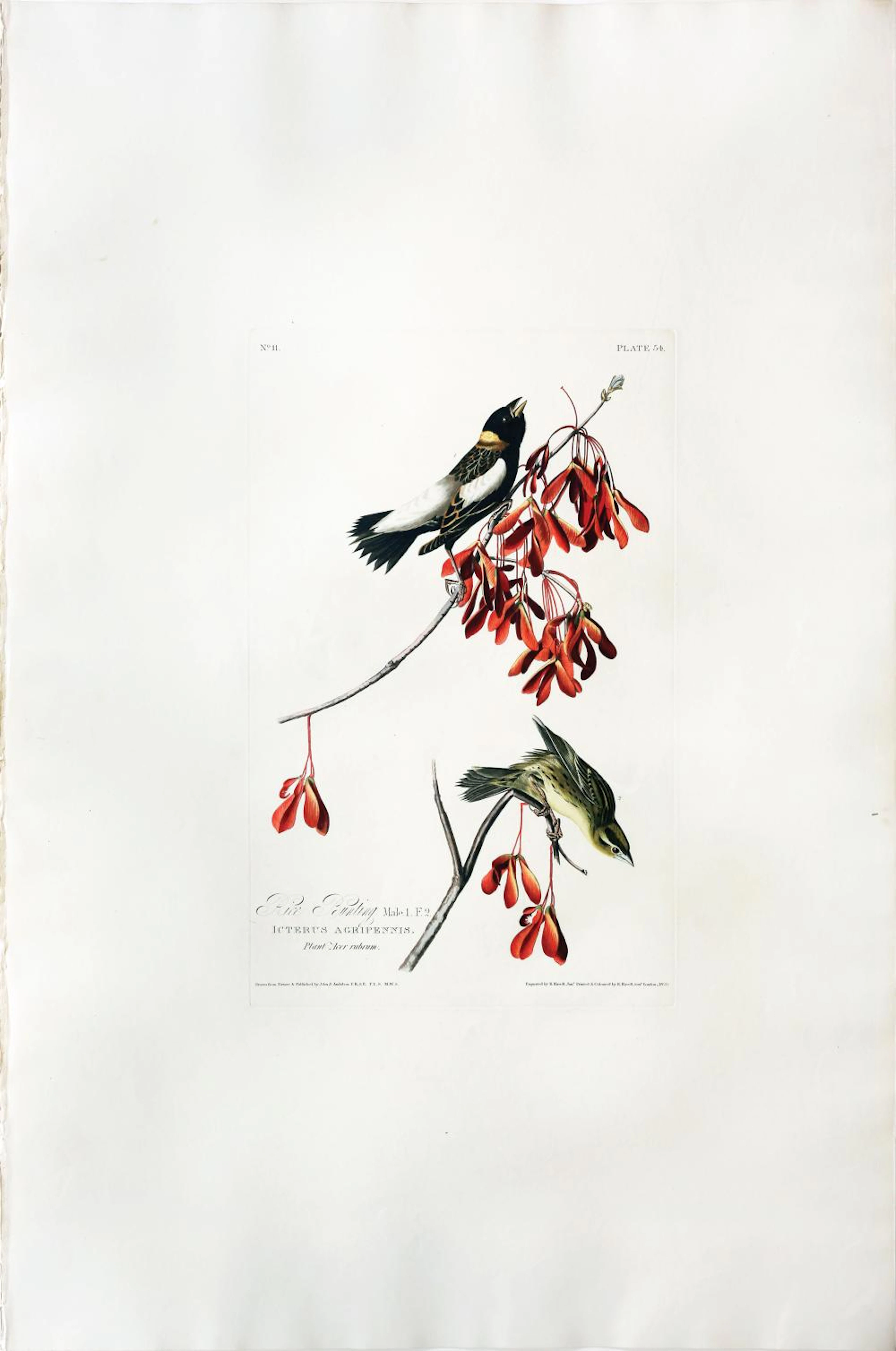 Audubon Aquatint, Rice Bunting