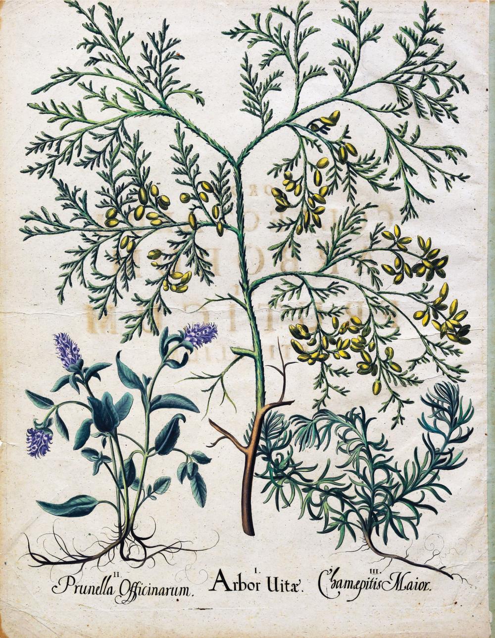 Besler Engraving with original color