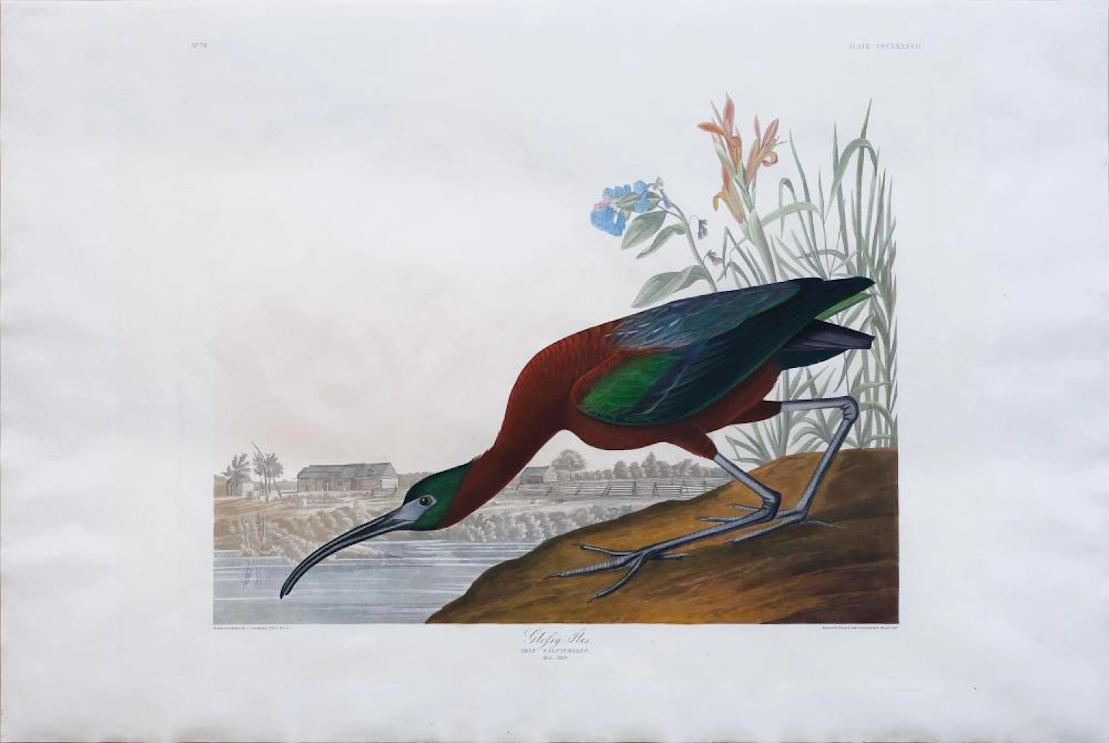 Audubon Aquatint, Glossy Ibis