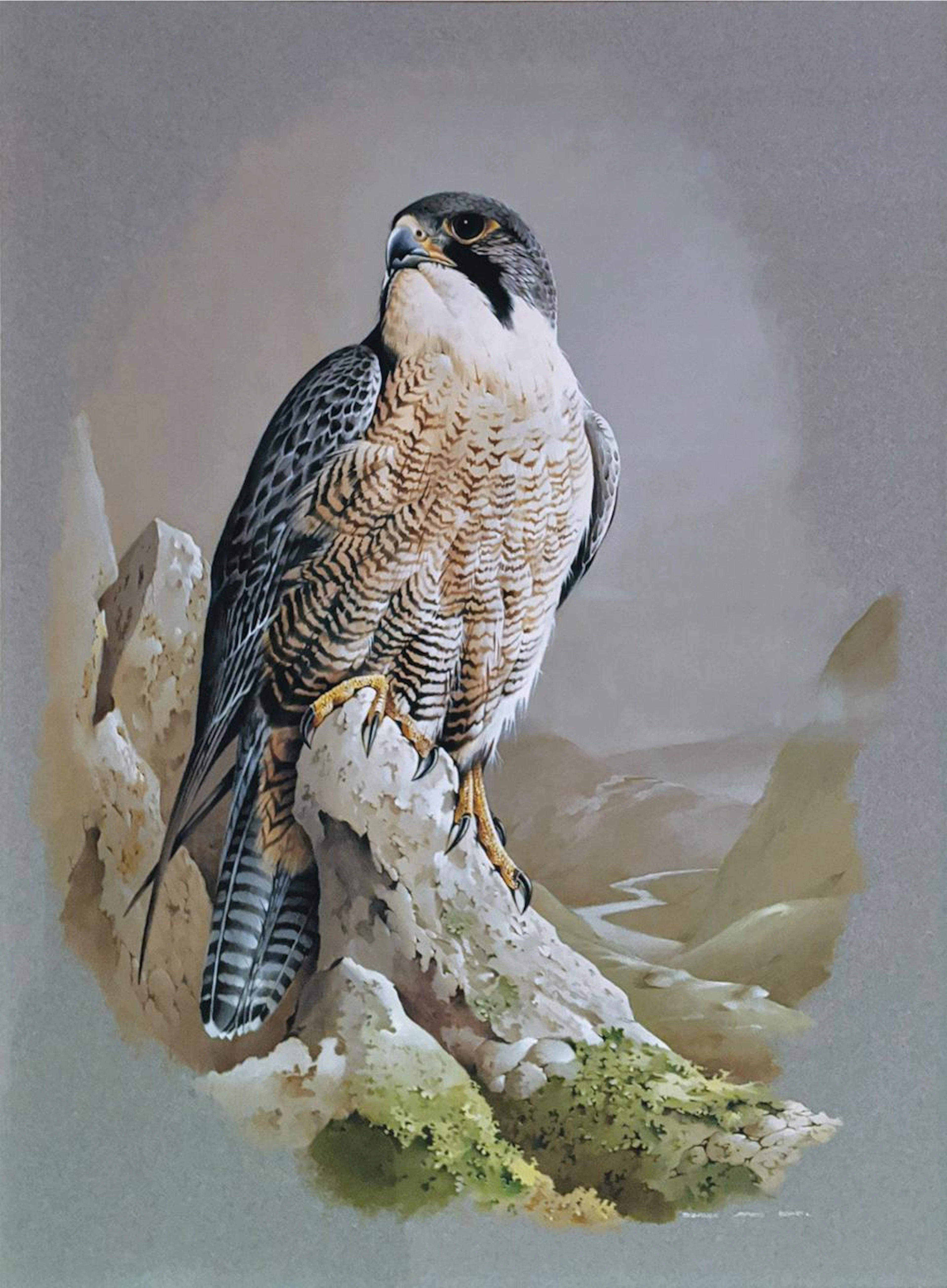Bond Oil, Peregrine Falcon