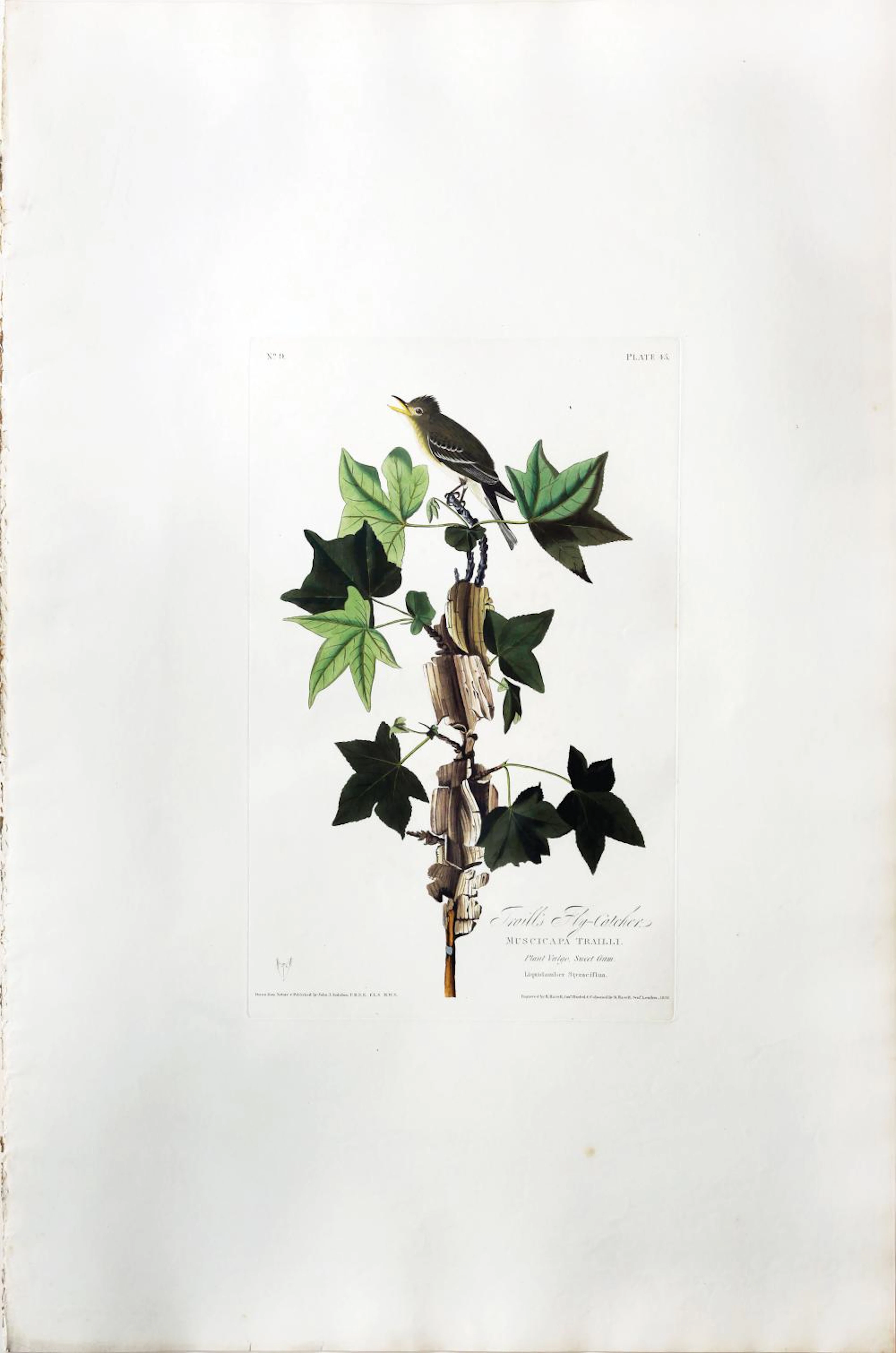 Audubon Aquatint, Trail's Flycatcher